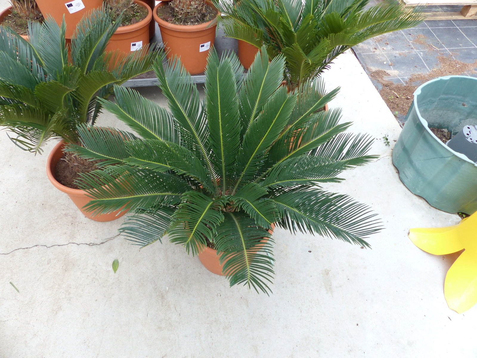 XL Premium Palmfarn 70 - 90 cm Cycas Revoluta Sagopalme Palme, innen + außen