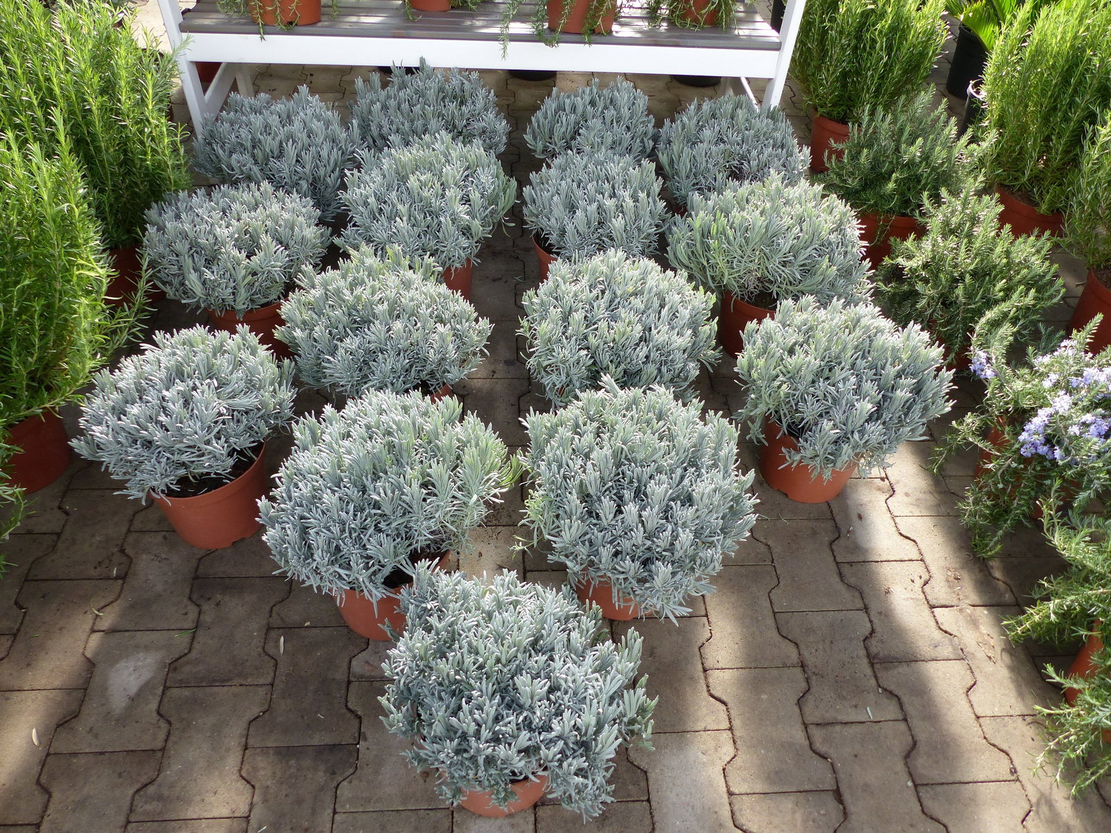 echter Lavendel XL BUSCH Ø 40cm, Höhe 40 cm, Lavandula Angustifolia Kräuter Pflanze Kräuterküche