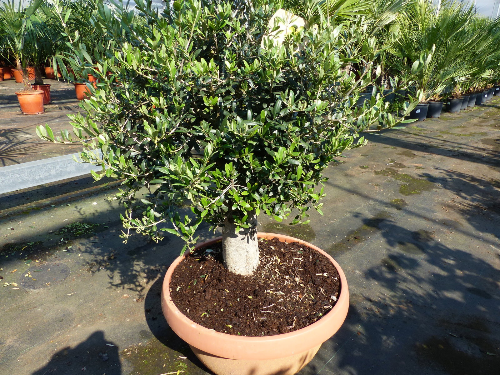 Olivenbaum Bonsai 100 - 120 cm Formgehölz, Olive winterhart, Olea europaea