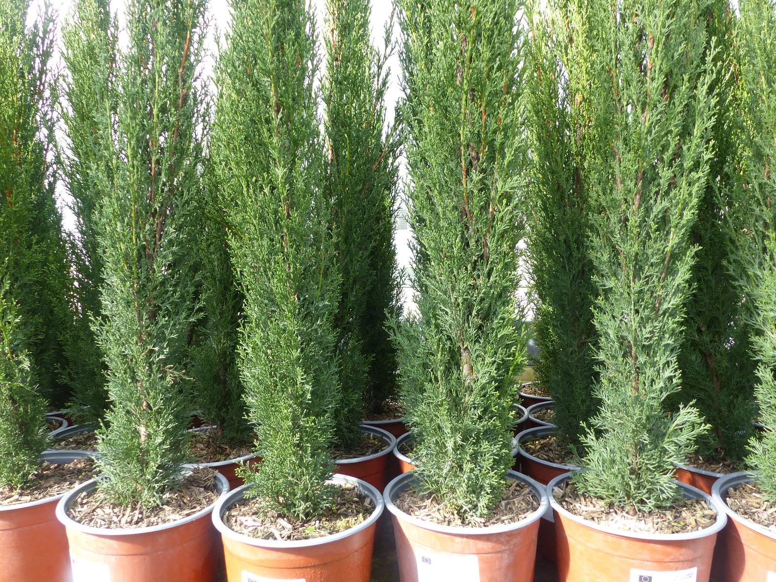 5 x Mittelmeerzypresse Cupressus Sempervirens Totem 100 - 120 cm Toskana Zypresse