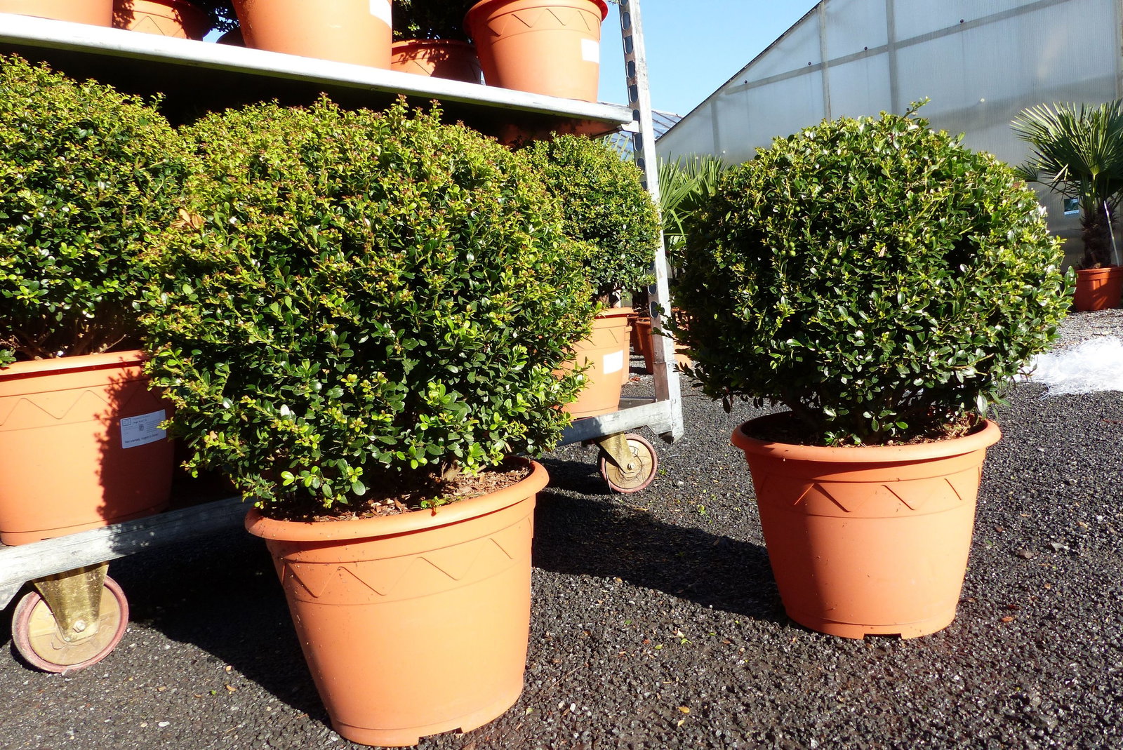2 Stück PREMIUM Ilex crenata Stokes Kugel rund Ø 40 - 45 cm Buchsbaum Ersatz winterhart + robust
