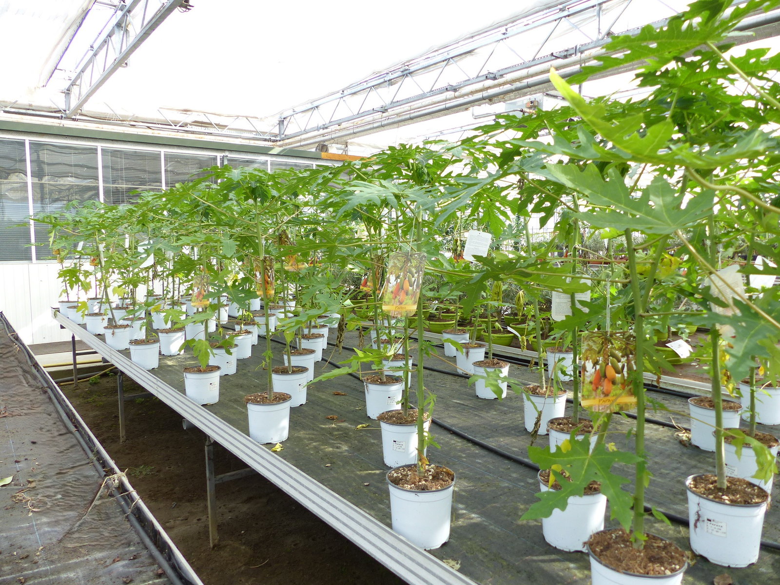 Papaya Carica papaya 100 – 120 cm – Melonenbaum, tropische Kübelpflanze