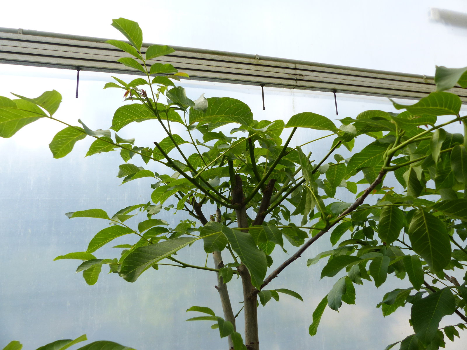 echter Walnussbaum Juglans regia 180 cm Obstbaum winterhart kräftiger Stamm Nussbaum