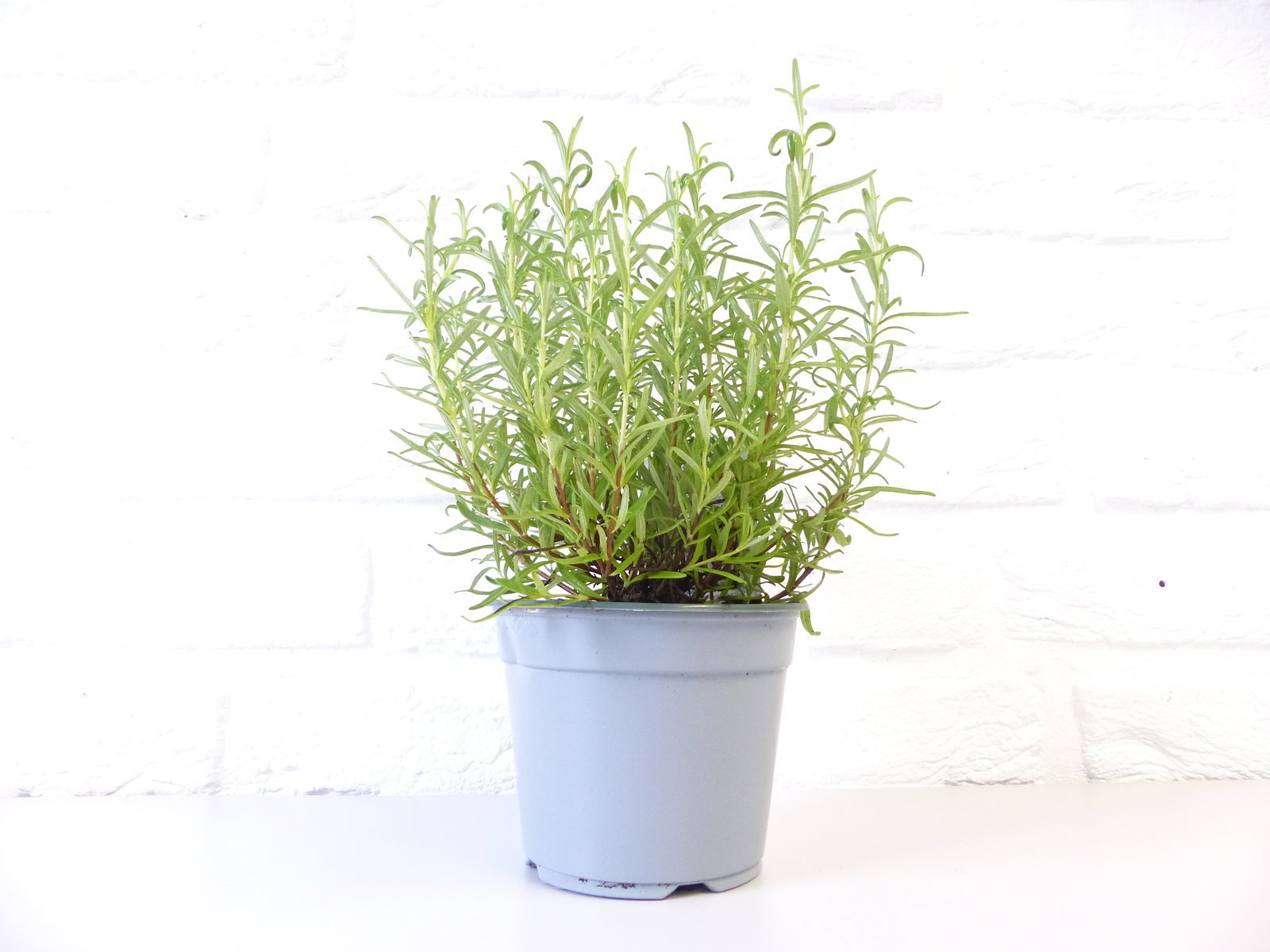 3x echter Rosmarin Officinalis 30 - 35 cm Höhe, Busch, stehend, winterhart, Kräuter