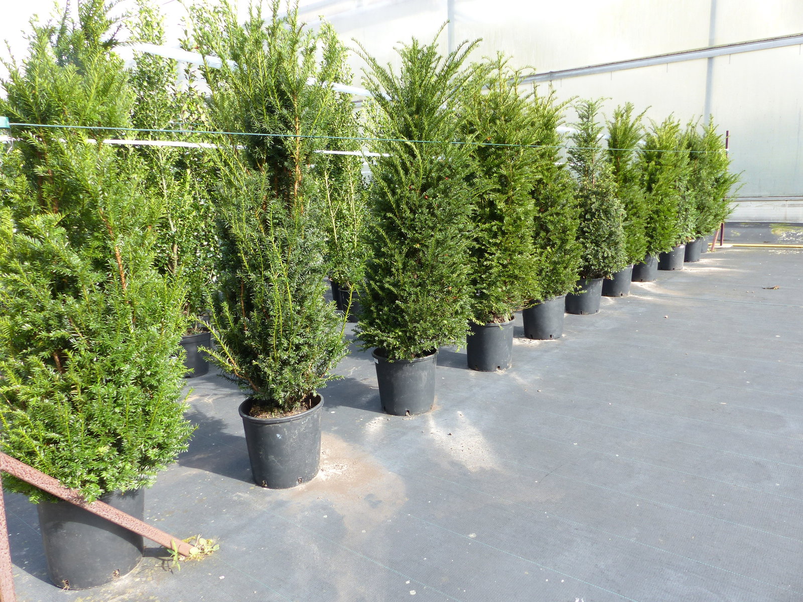 Taxus baccata Pyramide Eibe 150-170 cm Formschnitt | Formgehölz | Säule