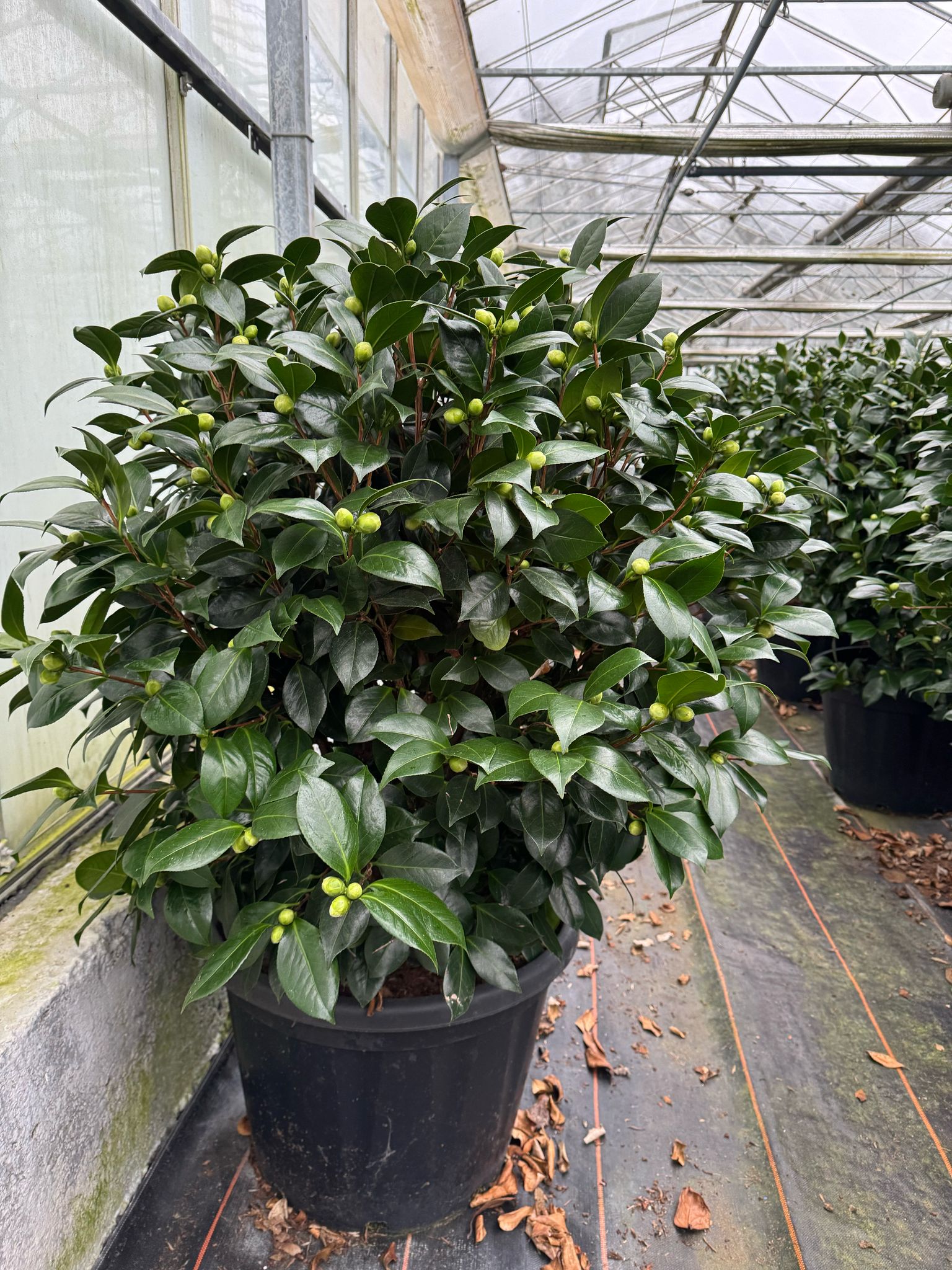 Kamelie130 -160  cm, 12 - 14 jährige Pflanze Camellia Dalonega Premiumqualität winterhart