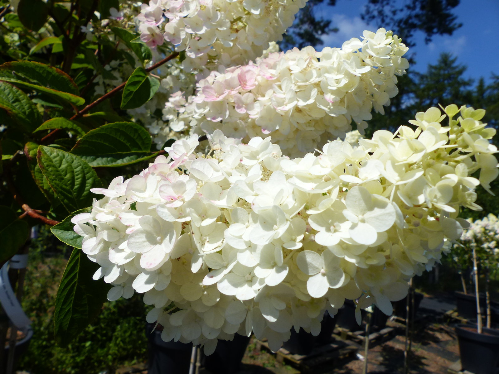 Hortensie Rispenhortensie Stamm im E&K Pflanzkübel 200 - 230 cm div. Sorten Hydrangea Paniculata winterhart