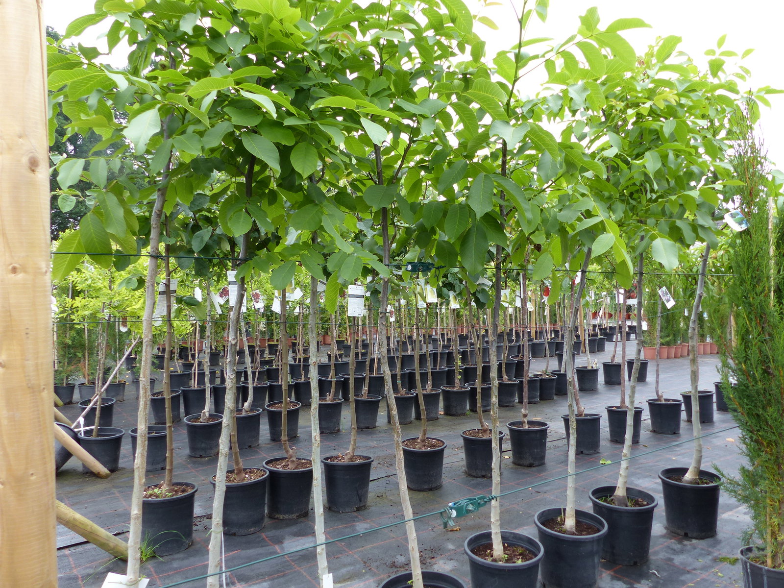 echter Walnussbaum Juglans regia 180 cm Obstbaum winterhart kräftiger Stamm Nussbaum