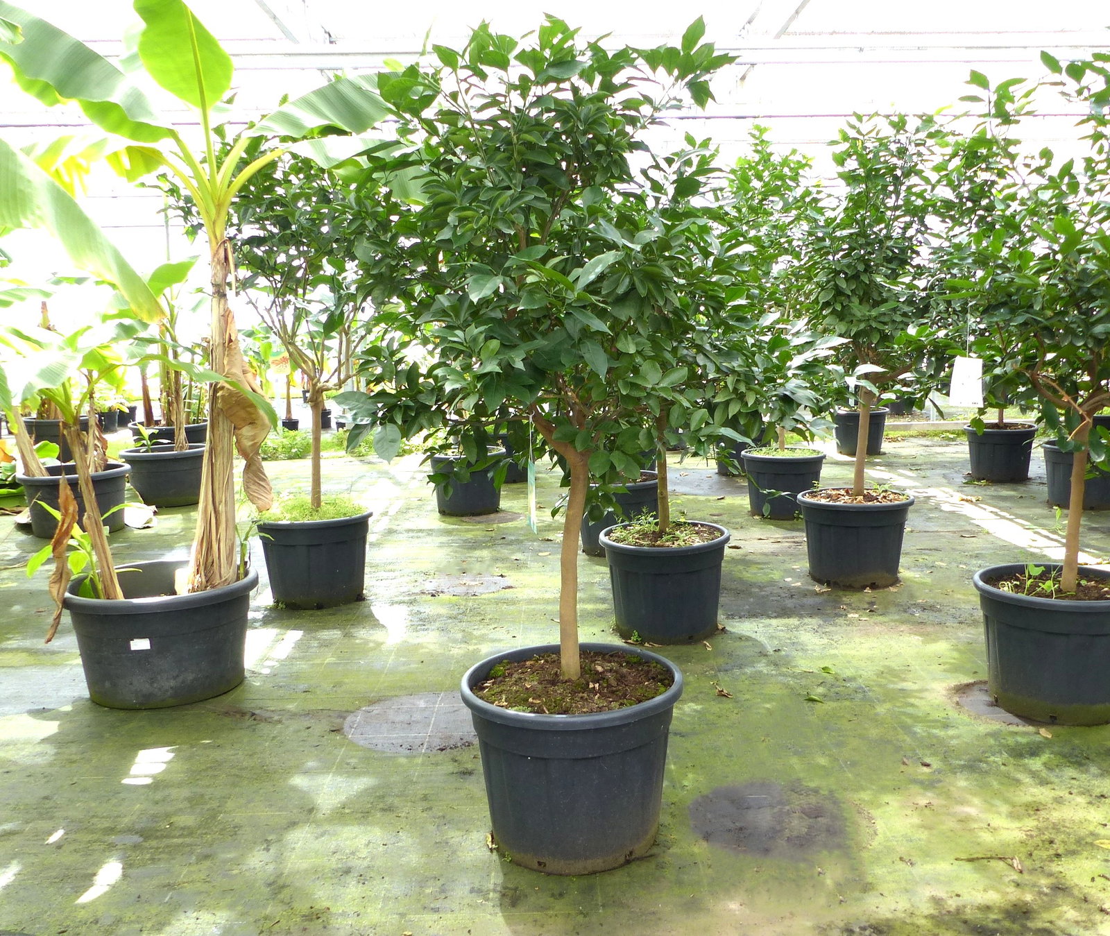 Orangenbaum 190–210 cm – Citrus sinensis, große Citruspflanze, Orange, Obstbaum