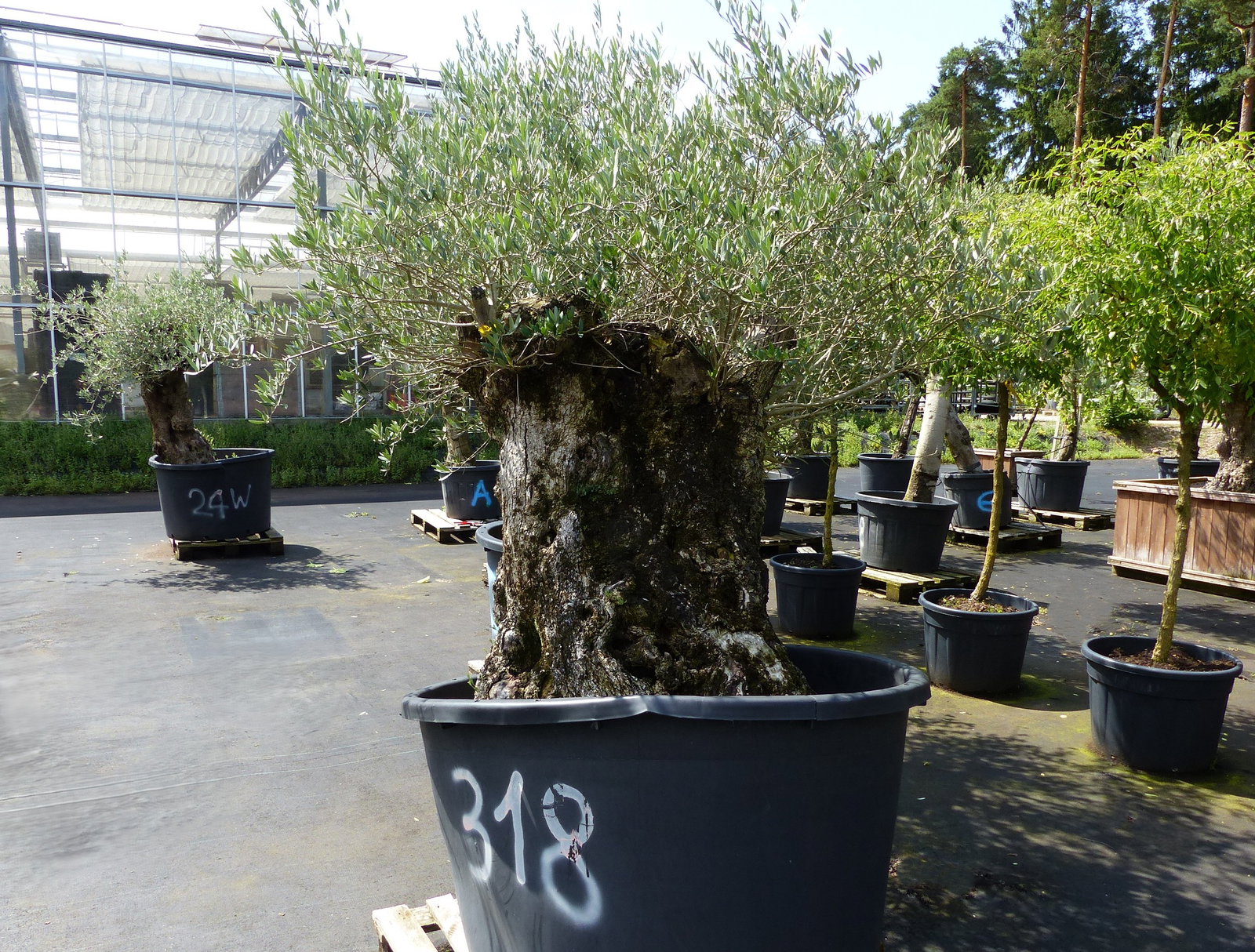 exakt dieser Baum Nr. 318, Angebot, 180 cm, Olivenbaum, Bonsai, knorrige alte urige Olive winterhart