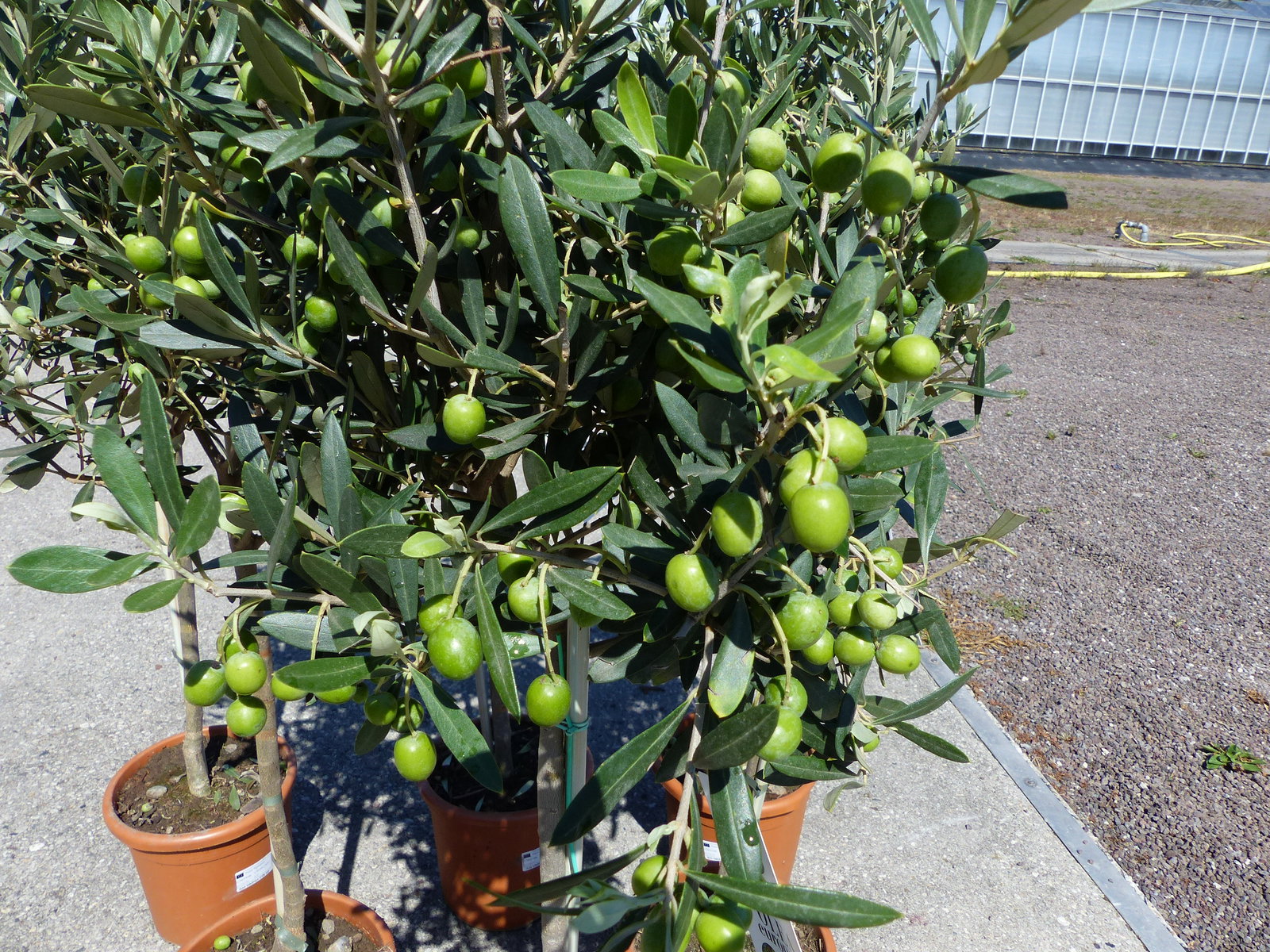 Olivenbaum Stamm Olive 80 - 100 cm hoch, mit vielen Früchten, beste Qualität, Olea Europaea