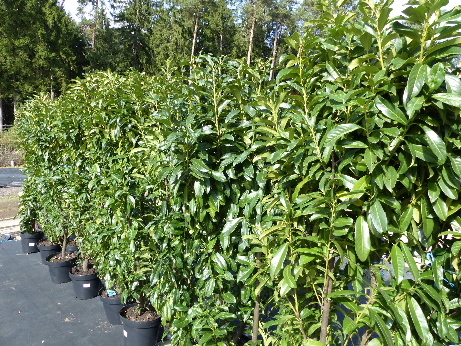 Kirschlorbeer Caucasica 160 - 180 cm Prunus laurocerasus Caucasica, immergrüne Hecke