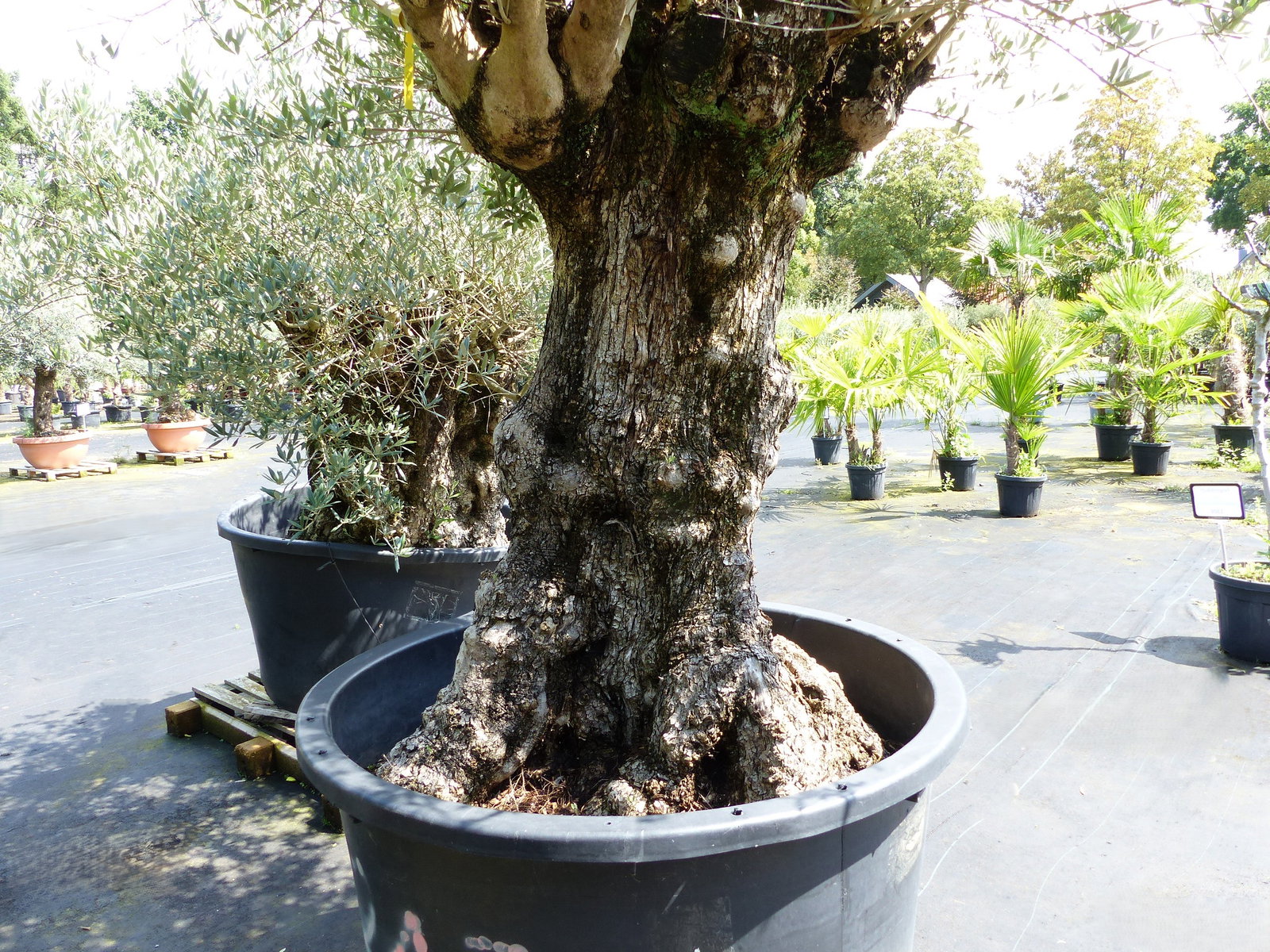 exakt dieser Baum Nr. D, 235 cm, Olivenbaum 'Angebot' knorrige alte urige Olive winterhart