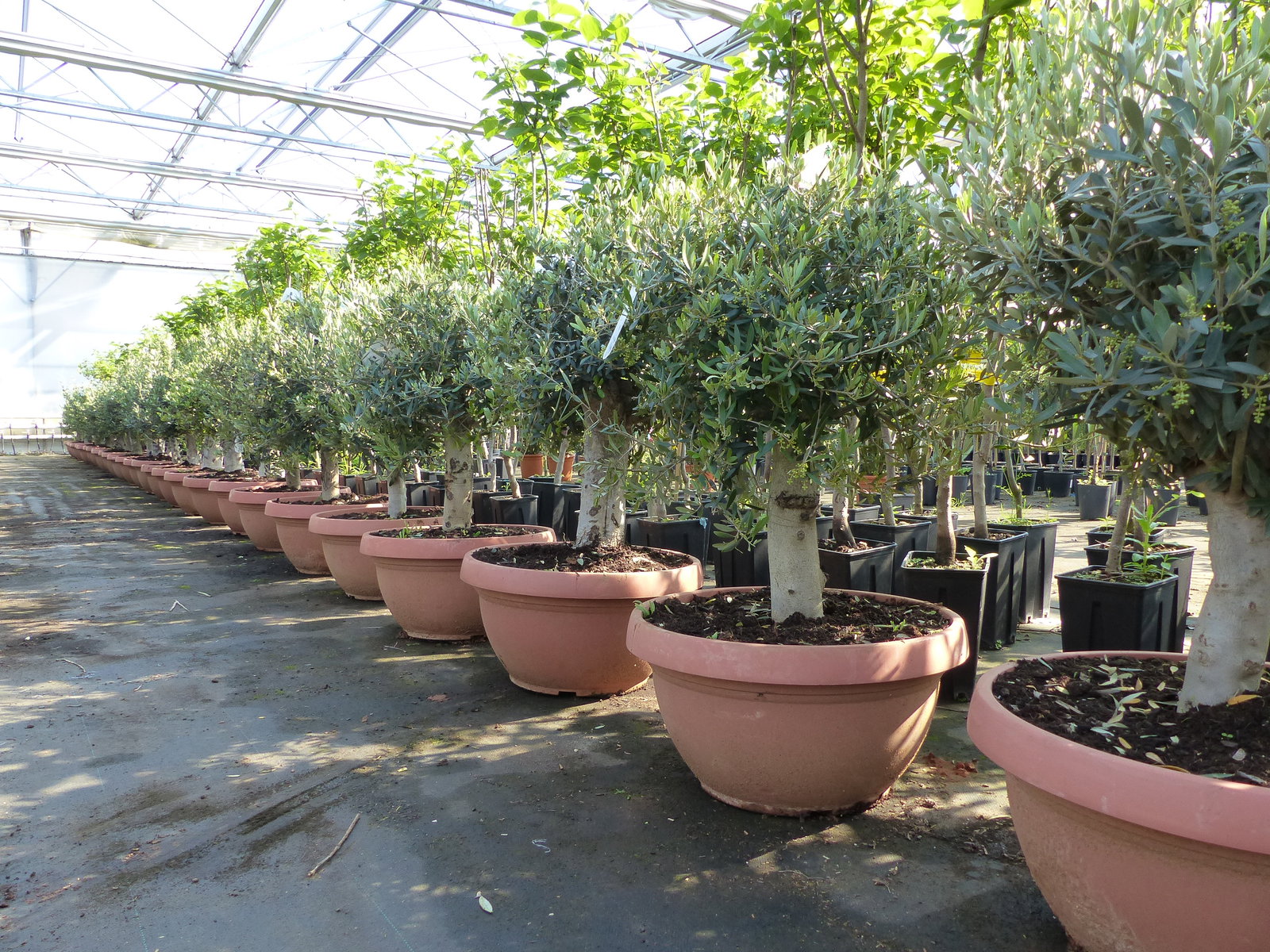 Olivenbaum Bonsai 100 - 120 cm Formgehölz, Olive winterhart, Olea europaea