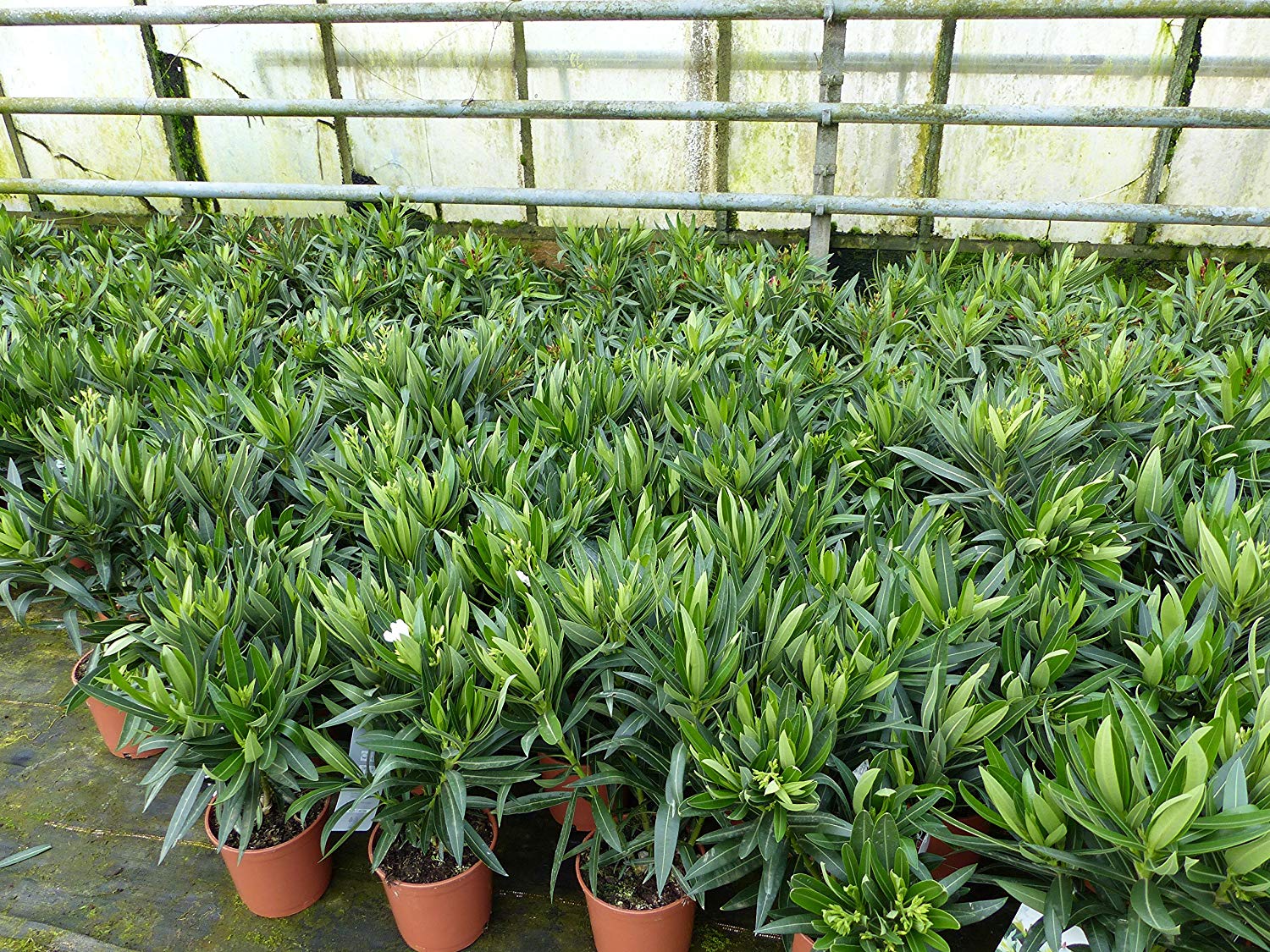 Oleander Busch 65 cm Nerium Rosenlorbeer Premium rot oder rosa