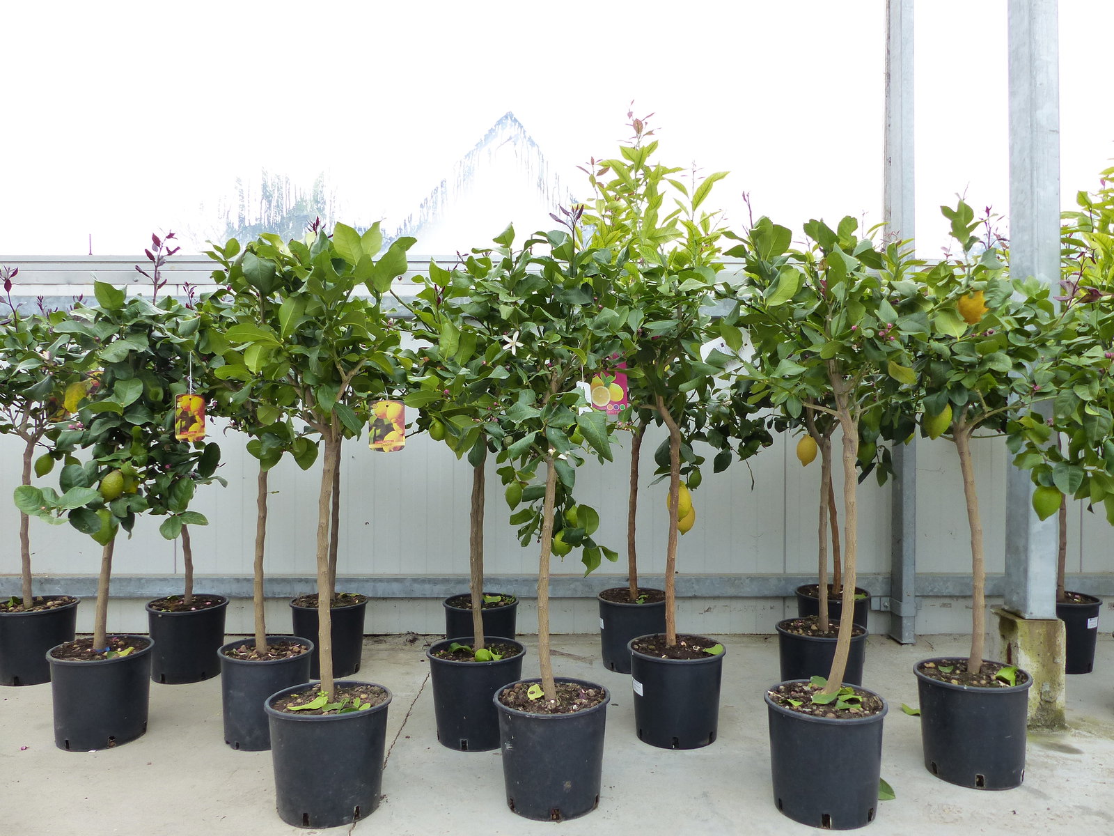 Zitrus Zitronenbaum Zitrone Citrus Limon Limone 120 - 140 cm Zitruspflanze