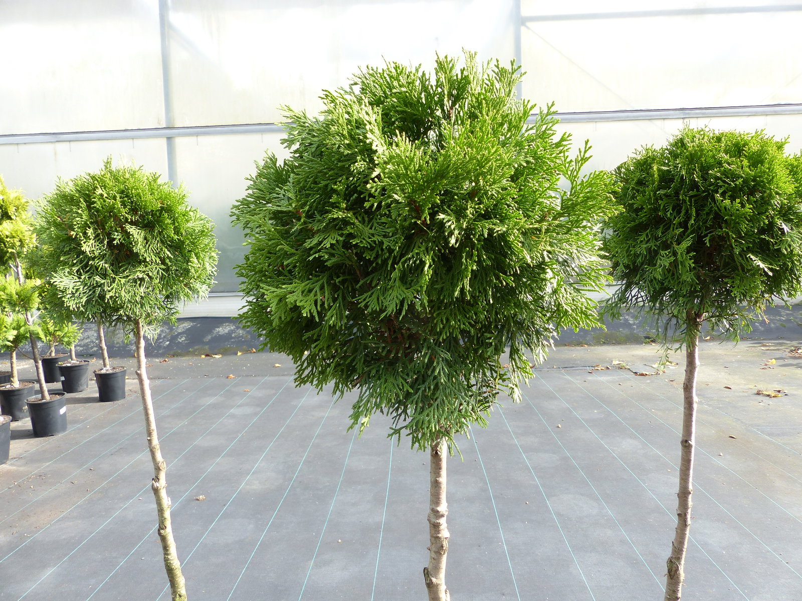 Thuja Smaragd Stamm 125 - 135 cm, Heckenpflanze, Formgehölz, Bonsai, Formschnitt, Gartenbonsai