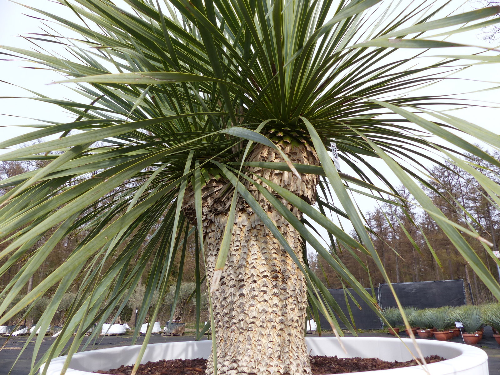 Yucca Rostrata 165 cm | Stamm 40 cm | im Pflanzkübel Ø80 cm Weiß winterhart