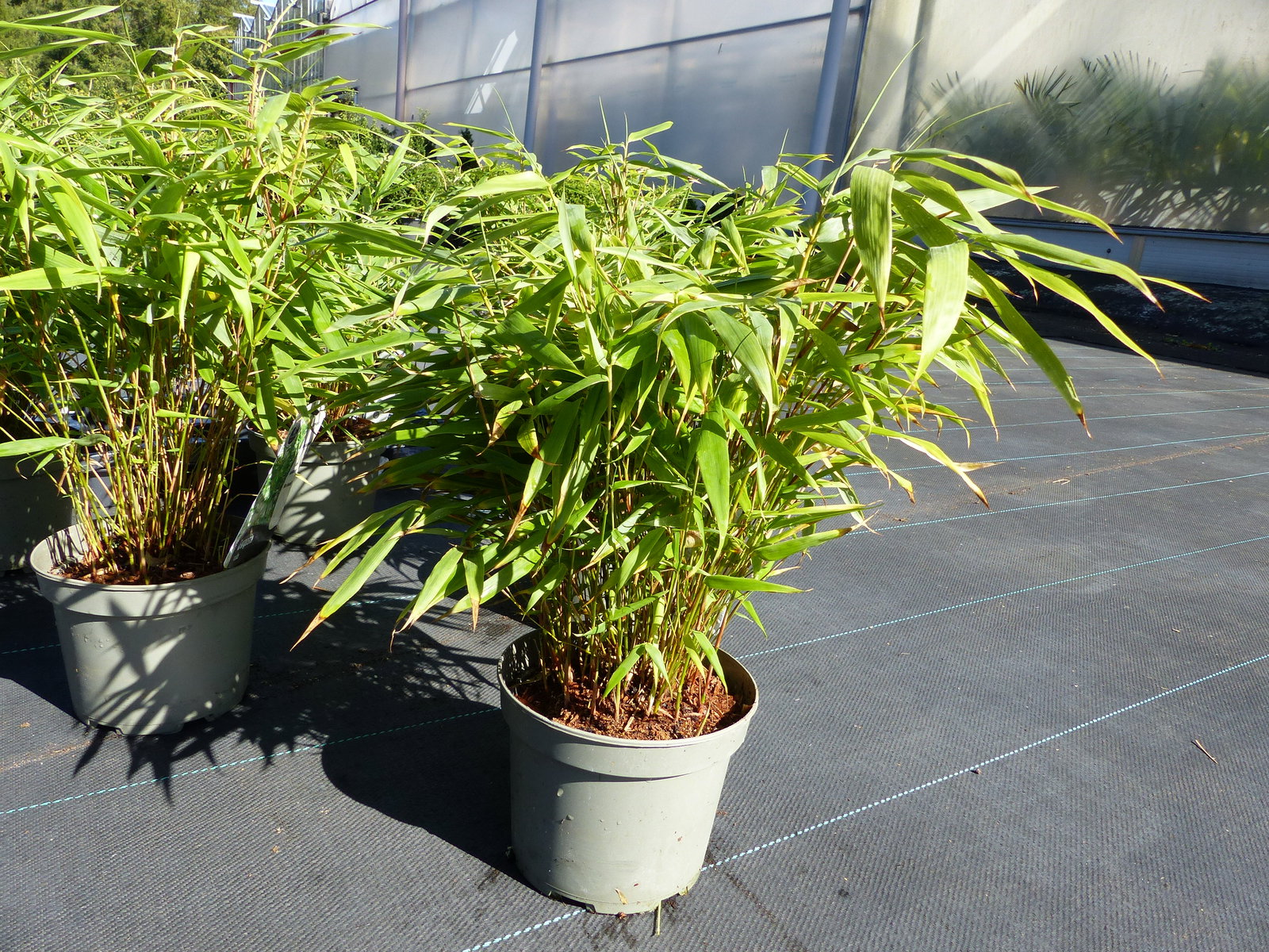 10 Stück Bambus Fargesia Rufa 40 - 55 cm Schirmbambus Gartenbambus winterhart