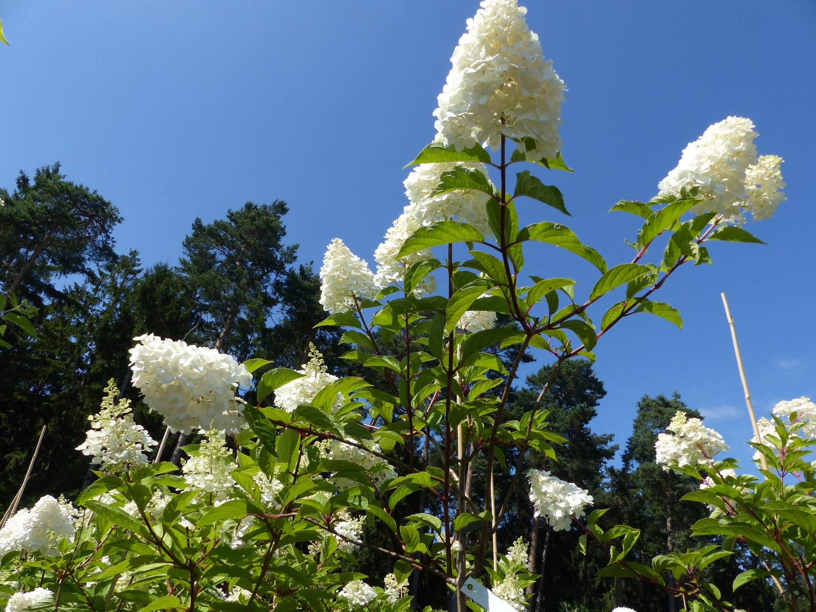Hortensie Rispenhortensie Stamm 150 - 180 cm Candlelight weiß Hydrangea Paniculata winterhart