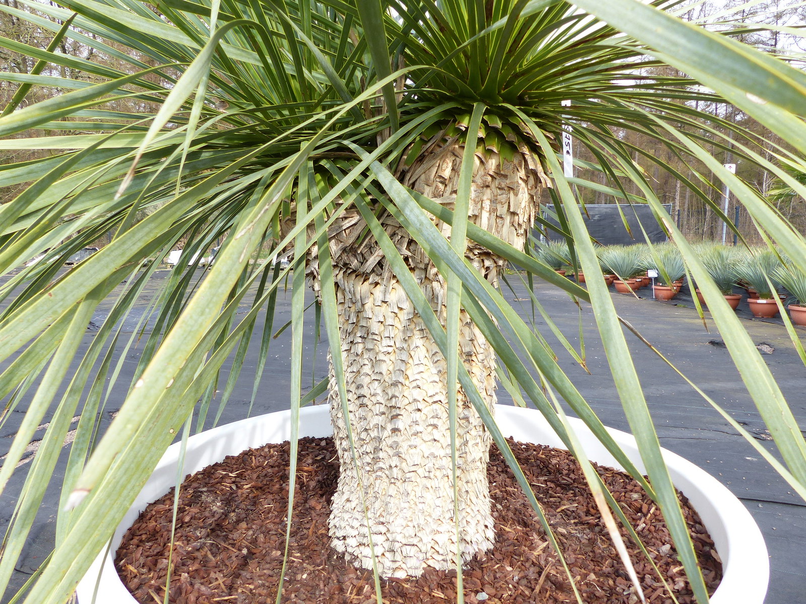 Yucca Rostrata 165 cm | Stamm 40 cm | im Pflanzkübel Ø80 cm Weiß winterhart