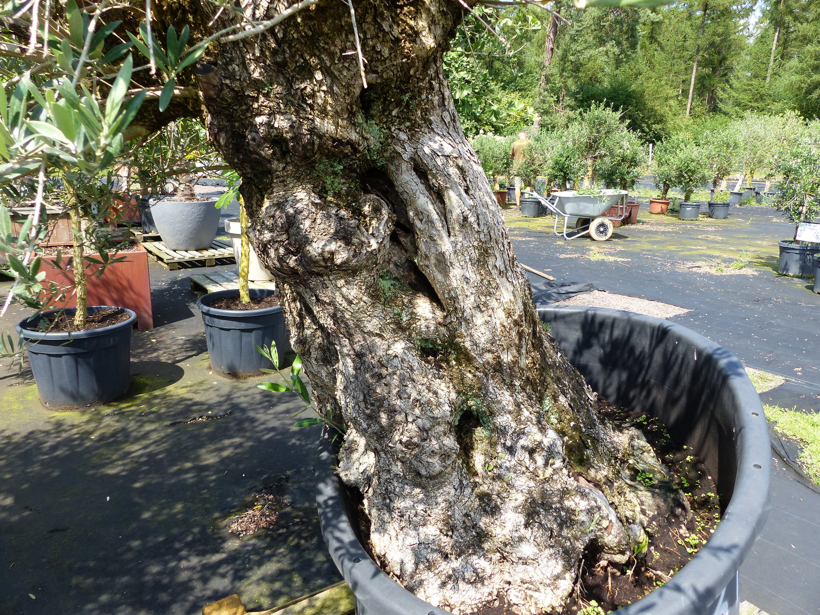 exakt dieser Baum Nr. 318, Angebot, 180 cm, Olivenbaum, Bonsai, knorrige alte urige Olive winterhart