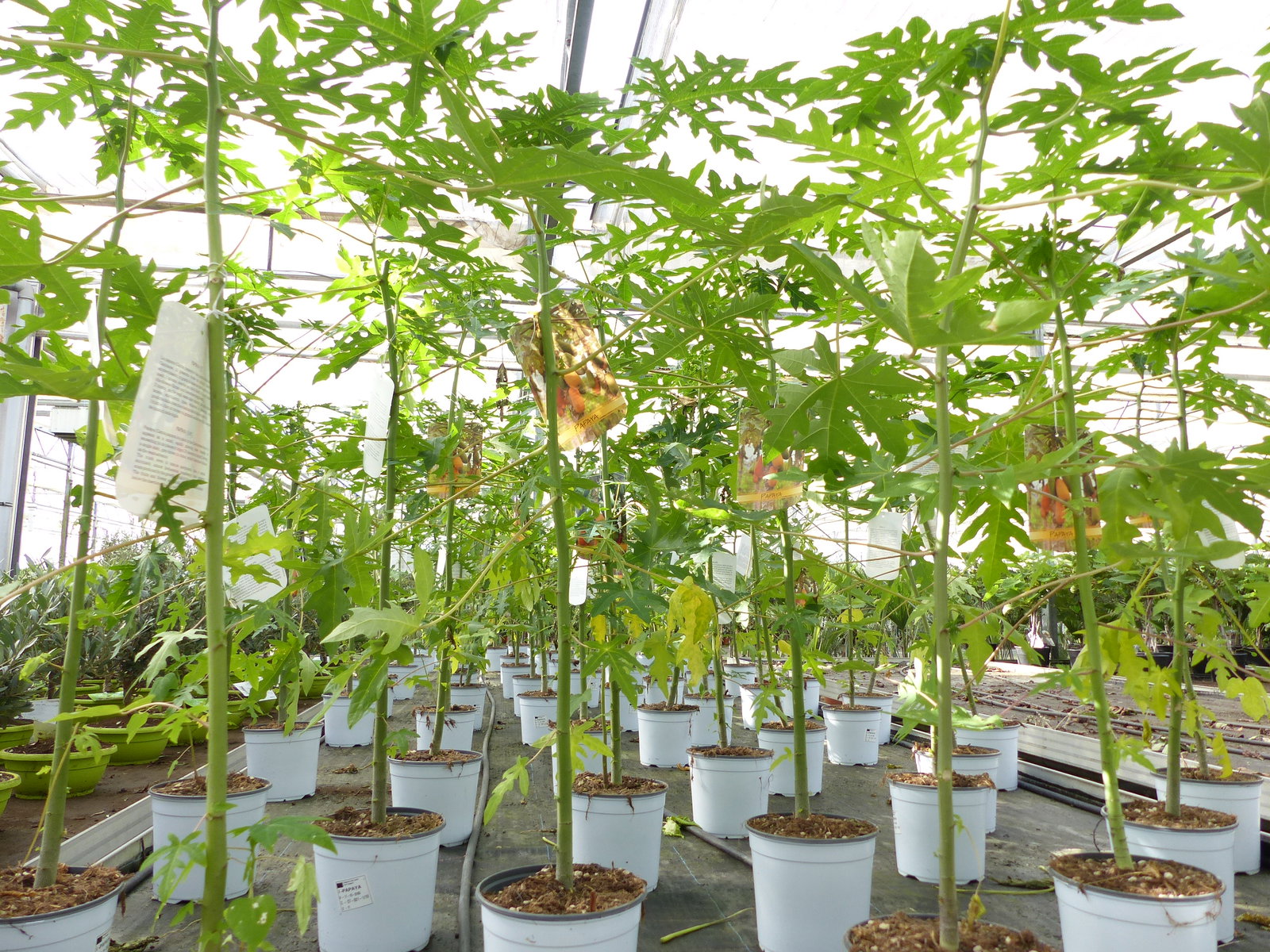 Papaya Carica papaya 100 – 120 cm – Melonenbaum, tropische Kübelpflanze