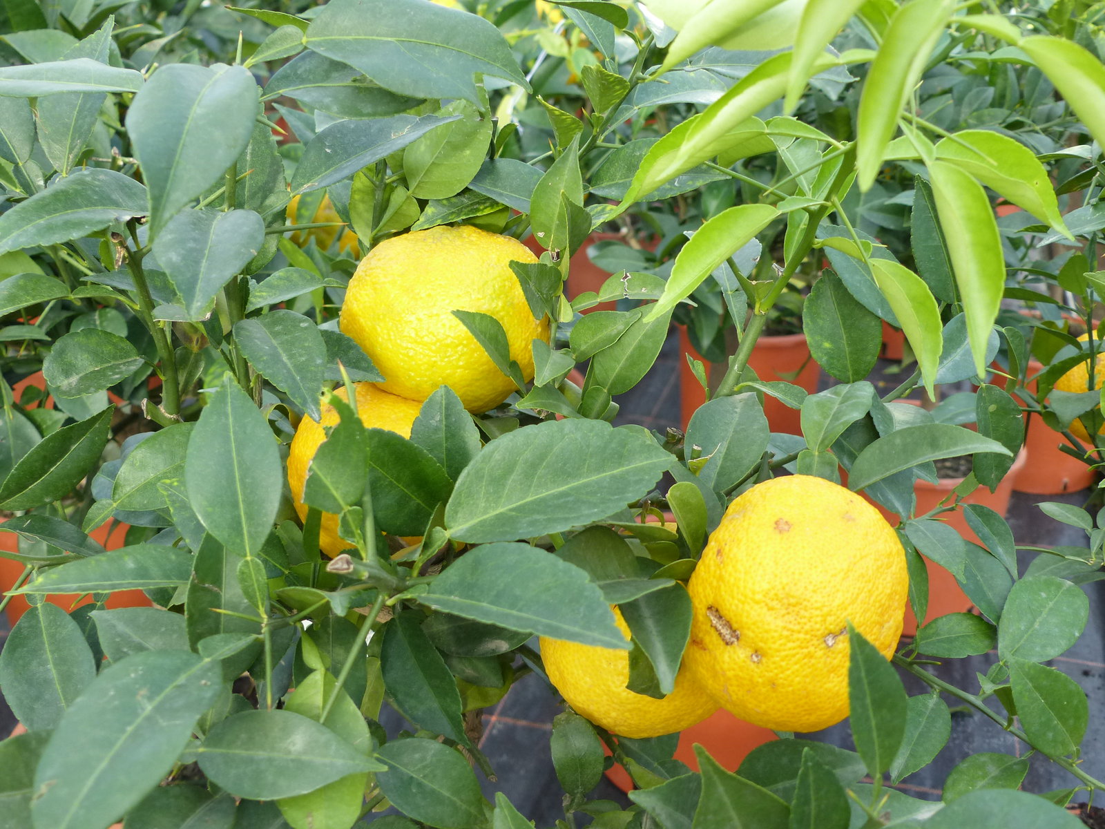 Citrus Yuzu 70 - 80 cm, Zitronenbaum Zitrone, japanische Zitrone, winterhart