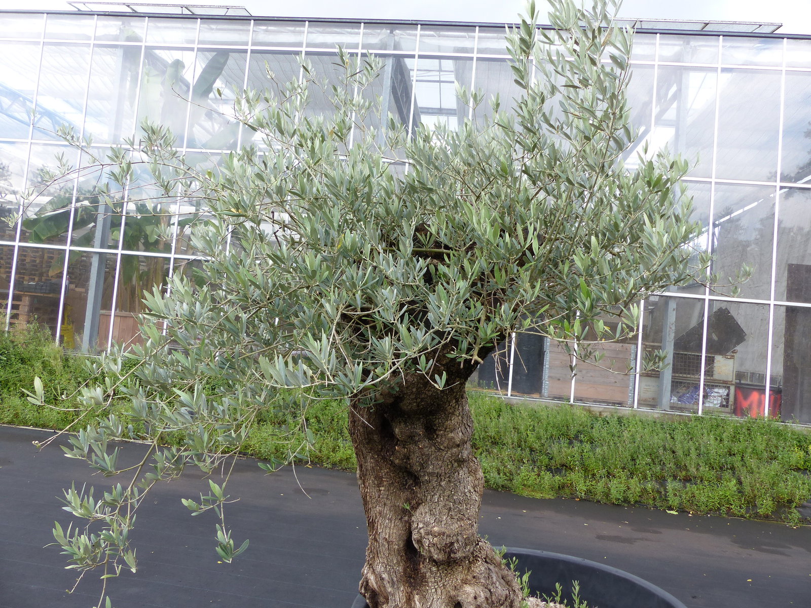 exakt dieser Baum Nr. 24W, 220 cm, Olivenbaum 'Angebot' knorrige alte urige Olive winterhart