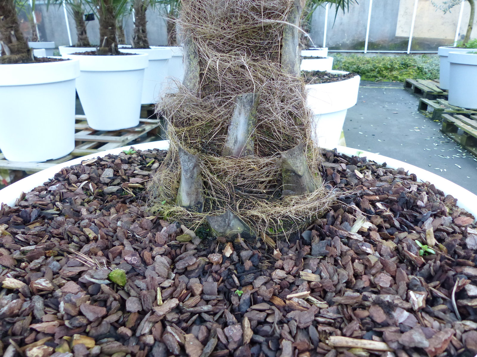 XXL Palme winterhart inkl. Pflanzkübel weiß, 180 - 220 cm Trachycarpus fortunei, Hanfpalme, Top-Qualität