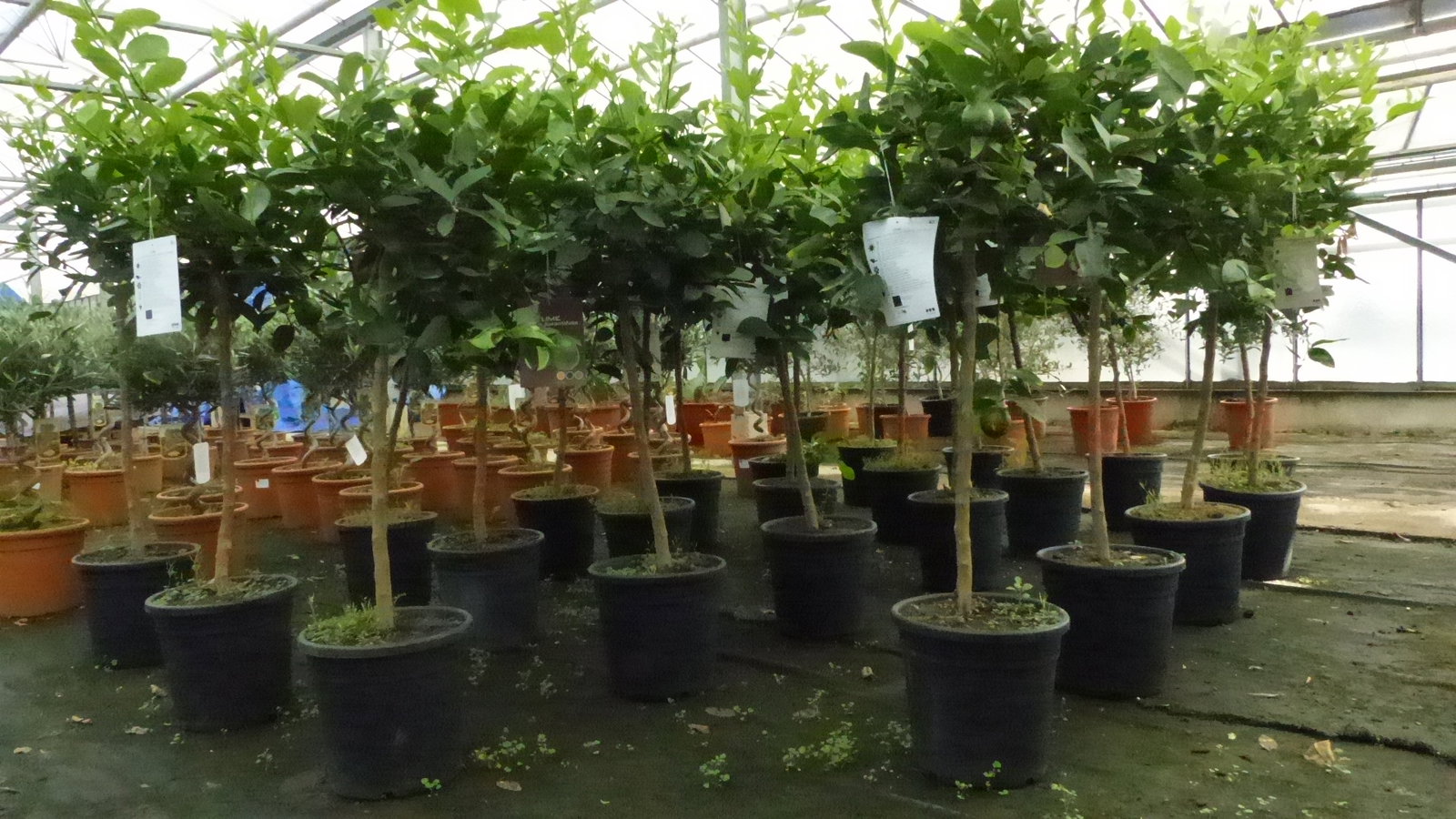 Grünwaren: Limette Limettenbaum "Aurantifolia" Citrus Lime 120 - 150 cm Zitruspflanze