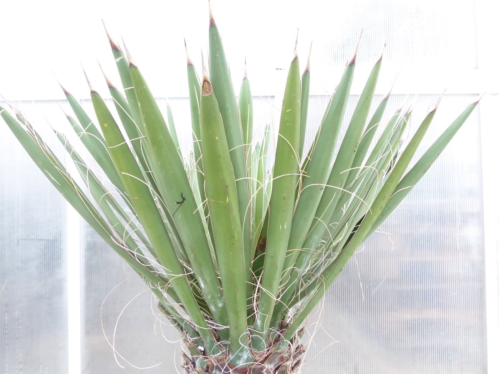 Yucca Filifera, 158 cm Stamm 78 cm Tambasi Yucca, winterhart -13 Grad