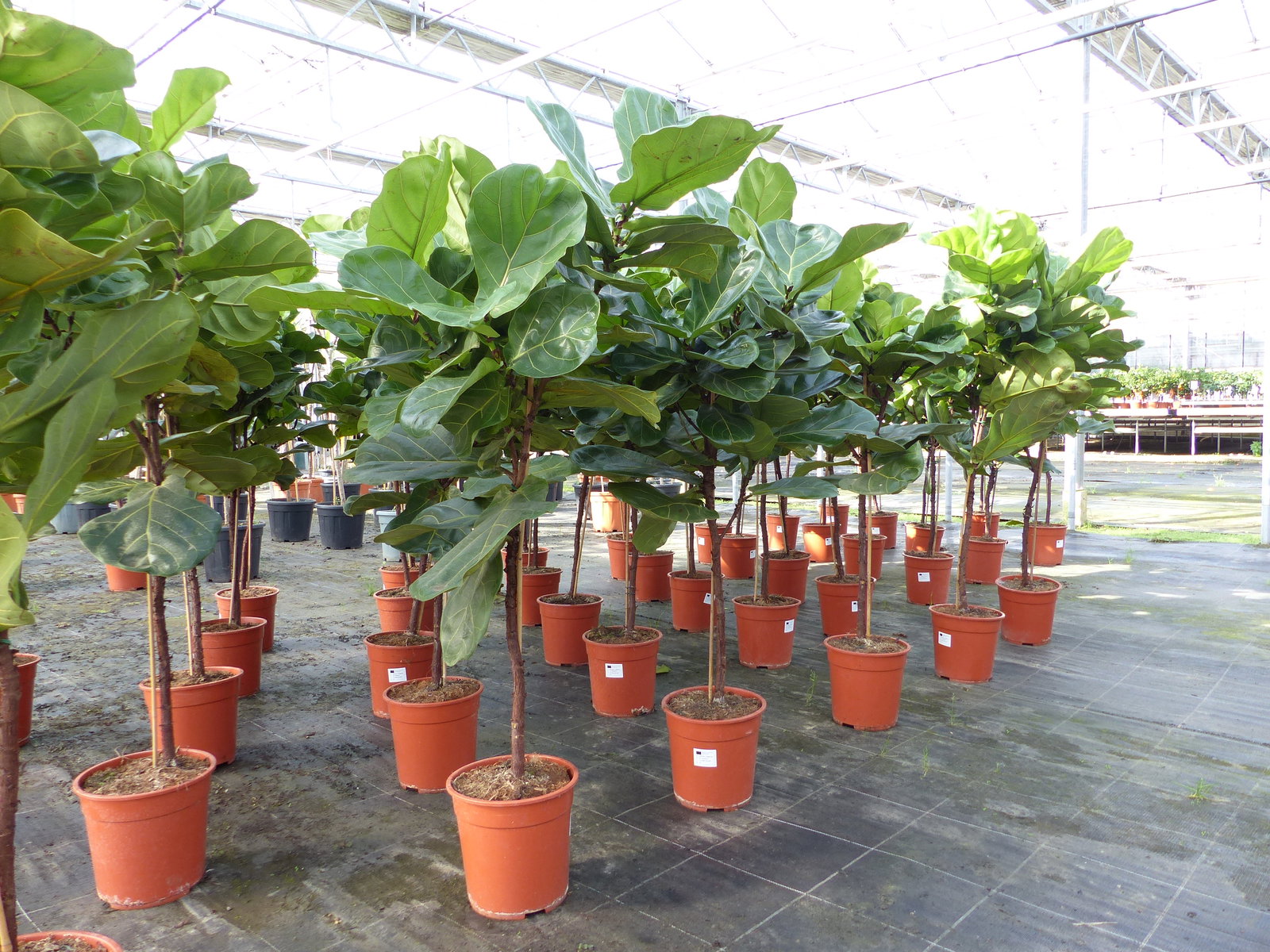 Ficus lyrata | Geigenfeige | Feigenbaum | 125 - 155 cm | Geigenblatt-Ficus | Feige | Stamm | Premiumqualität