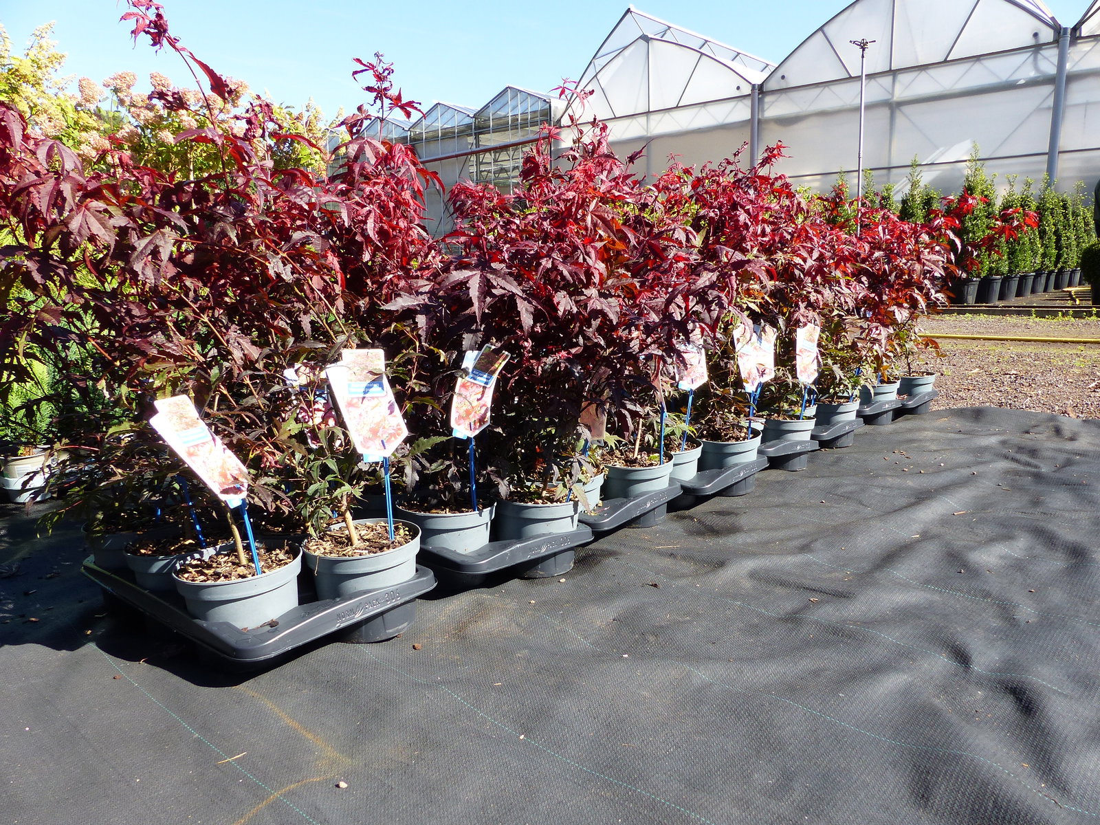 Ahorn Acer Palmatum Atropurpureum 65 - 85 cm roter Fächerahorn