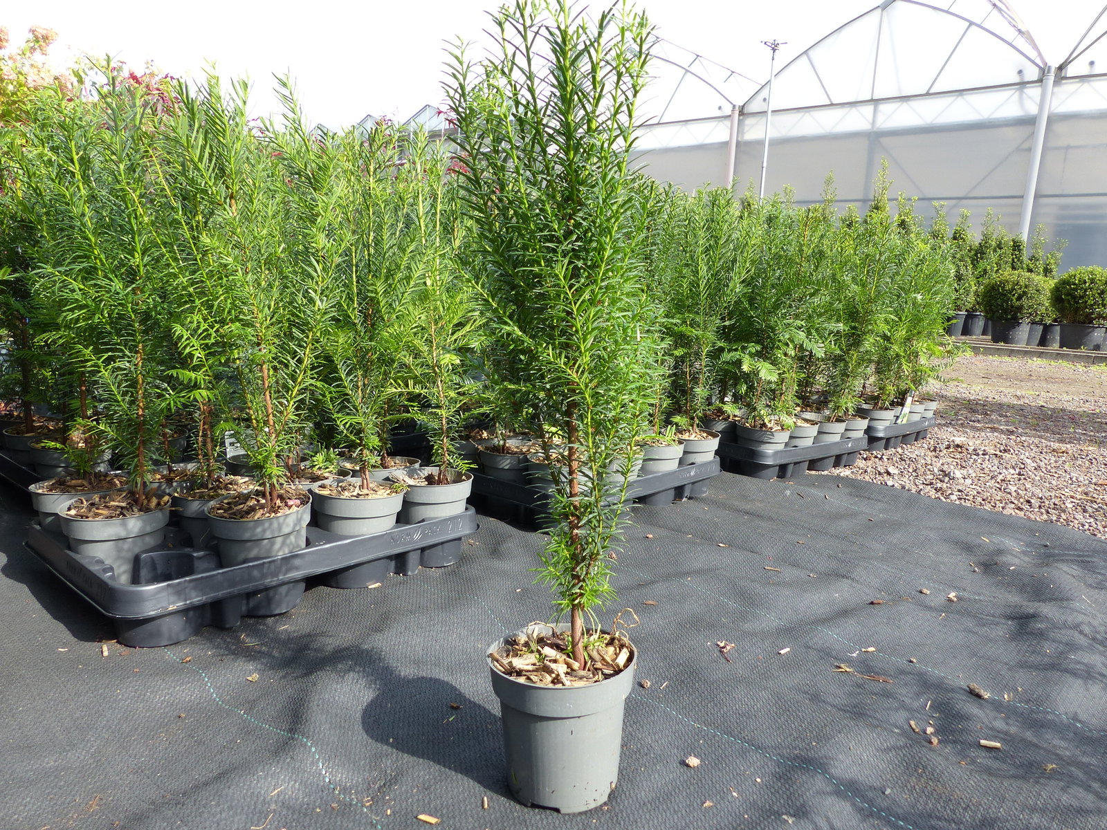 5 Stück Taxus Baccata Eibe 45 - 50 cm Hecke winterhart