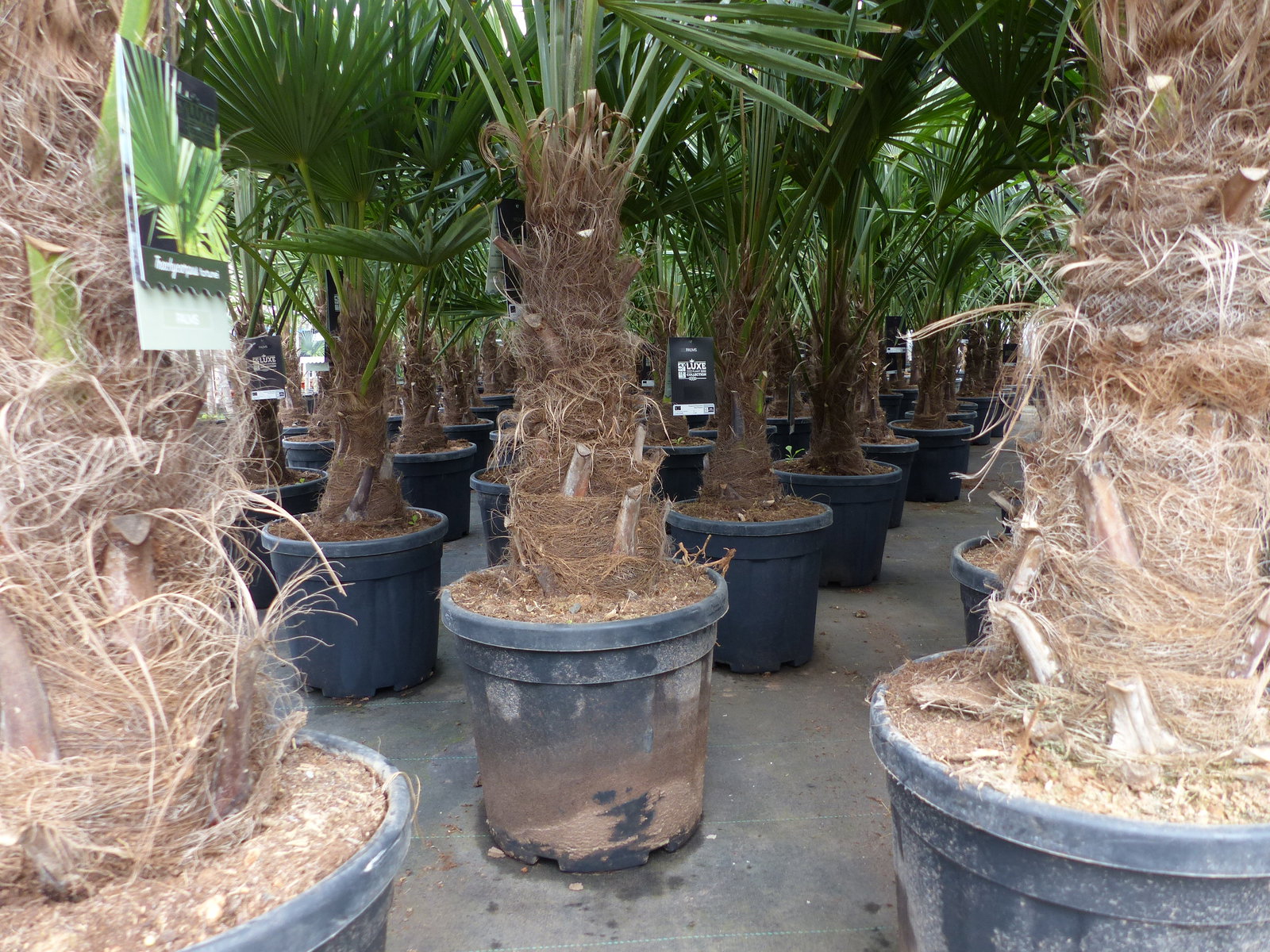 5 Stück XXL Stämme Palme winterhart 180 cm Trachycarpus fortunei, Hanfpalme, Top-Qualität