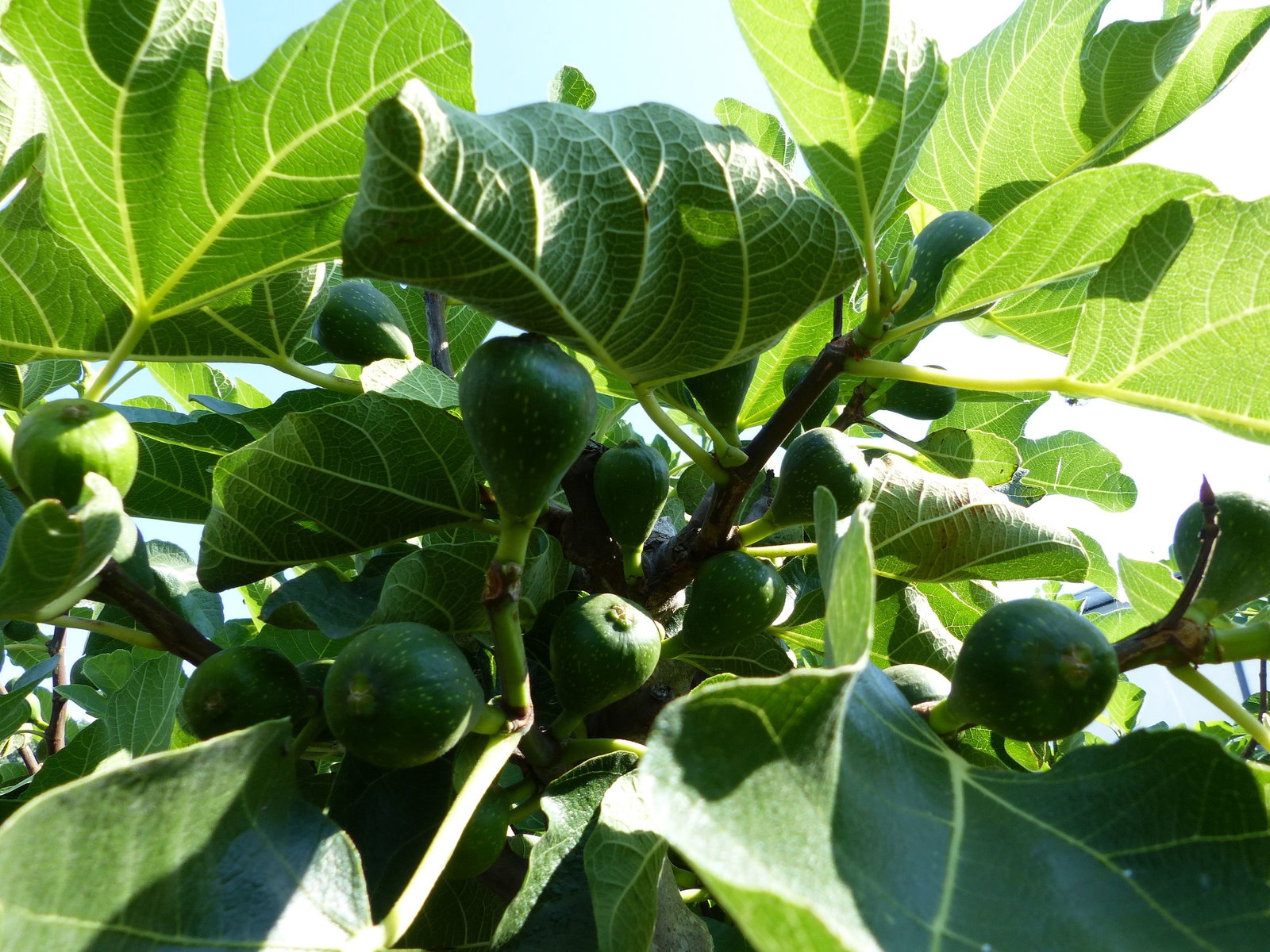 kompakter Feigenbaum 150 - 180 cm Obstbaum, winterhart, Ficus Carica, Feige