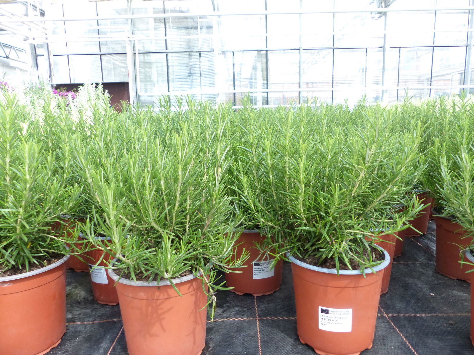 echter Rosmarin Officinalis 50 - 60 cm Höhe, XL Busch Ø 25-30 cm, stehend, winterhart Kräuter