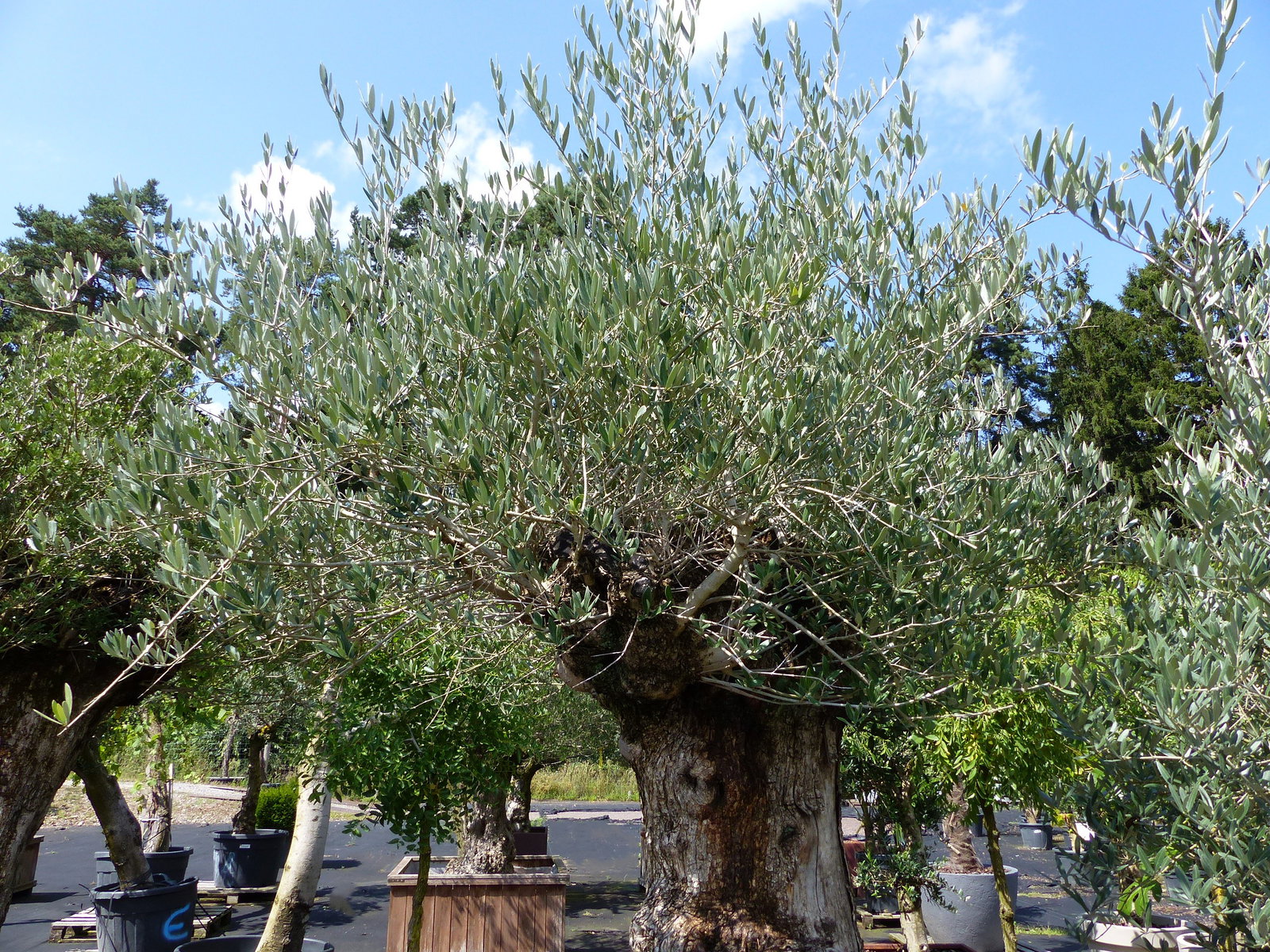 exakt dieser Baum Nr. D, 235 cm, Olivenbaum 'Angebot' knorrige alte urige Olive winterhart