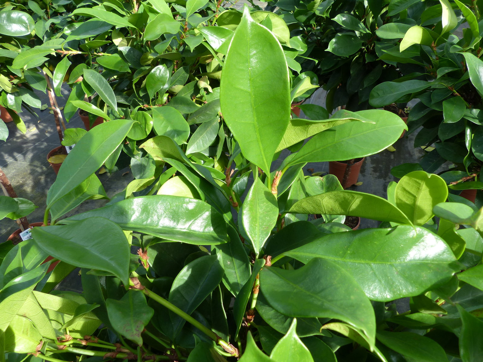 Ficus cyathispula | Becherfeige | Afrikanischer Feigenbaum | 120 - 140 cm | Feige | Stamm | Premiumqualität
