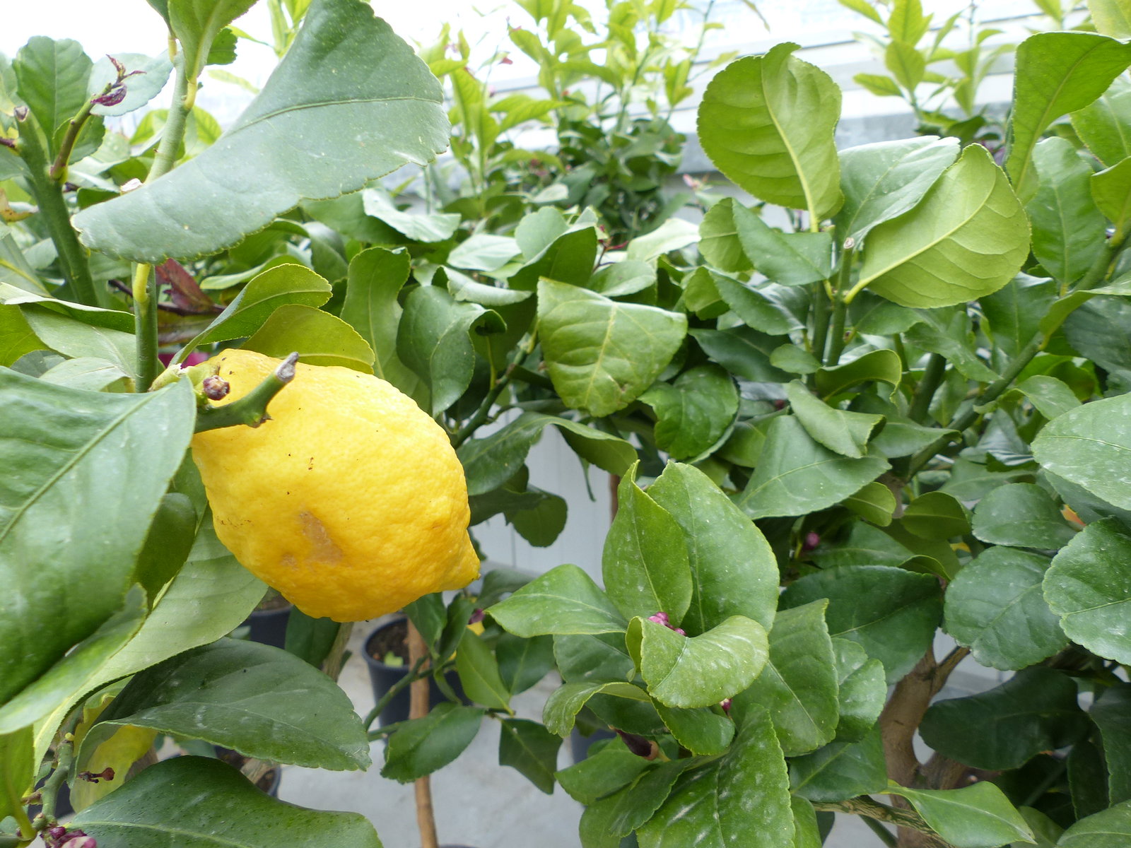 Zitrus Zitronenbaum Zitrone Citrus Limon Limone 120 - 140 cm Zitruspflanze