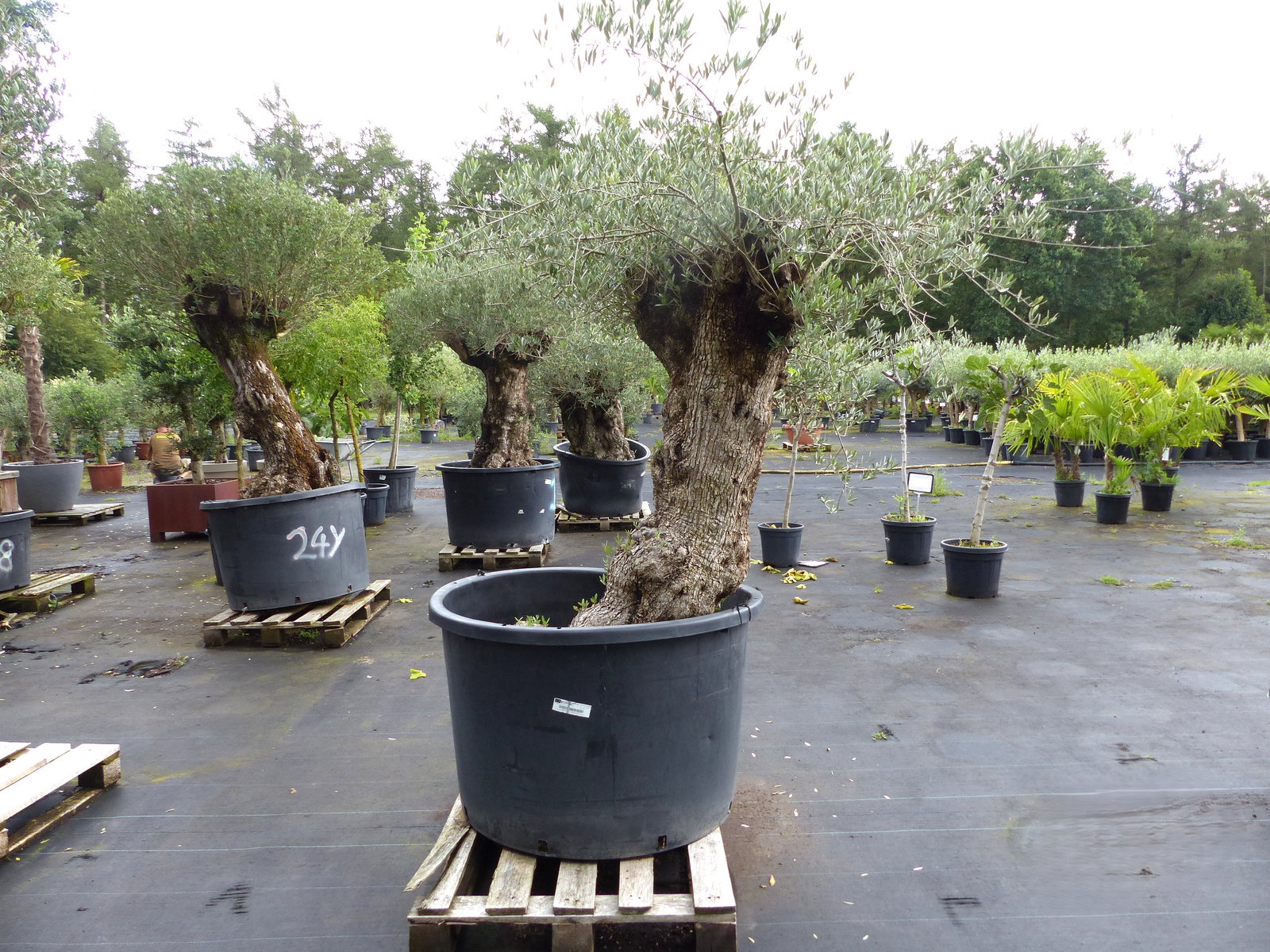 exakt dieser Baum Nr. 24W, 220 cm, Olivenbaum 'Angebot' knorrige alte urige Olive winterhart