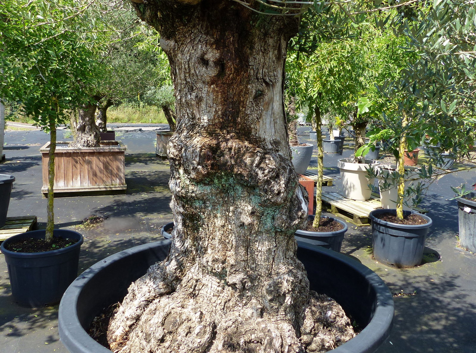 exakt dieser Baum Nr. D, 235 cm, Olivenbaum 'Angebot' knorrige alte urige Olive winterhart