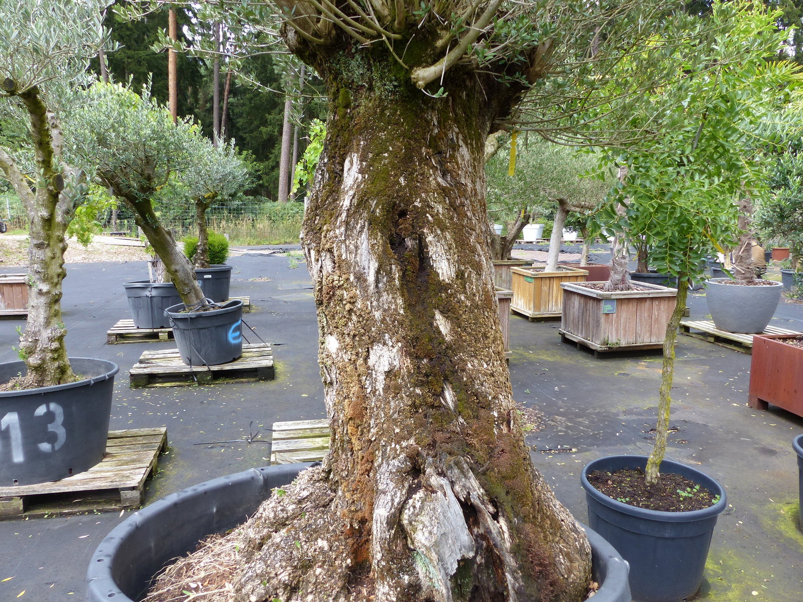 exakt dieser Baum Nr. 24Y, 245 cm, Olivenbaum 'Angebot' knorrige alte urige Olive winterhart