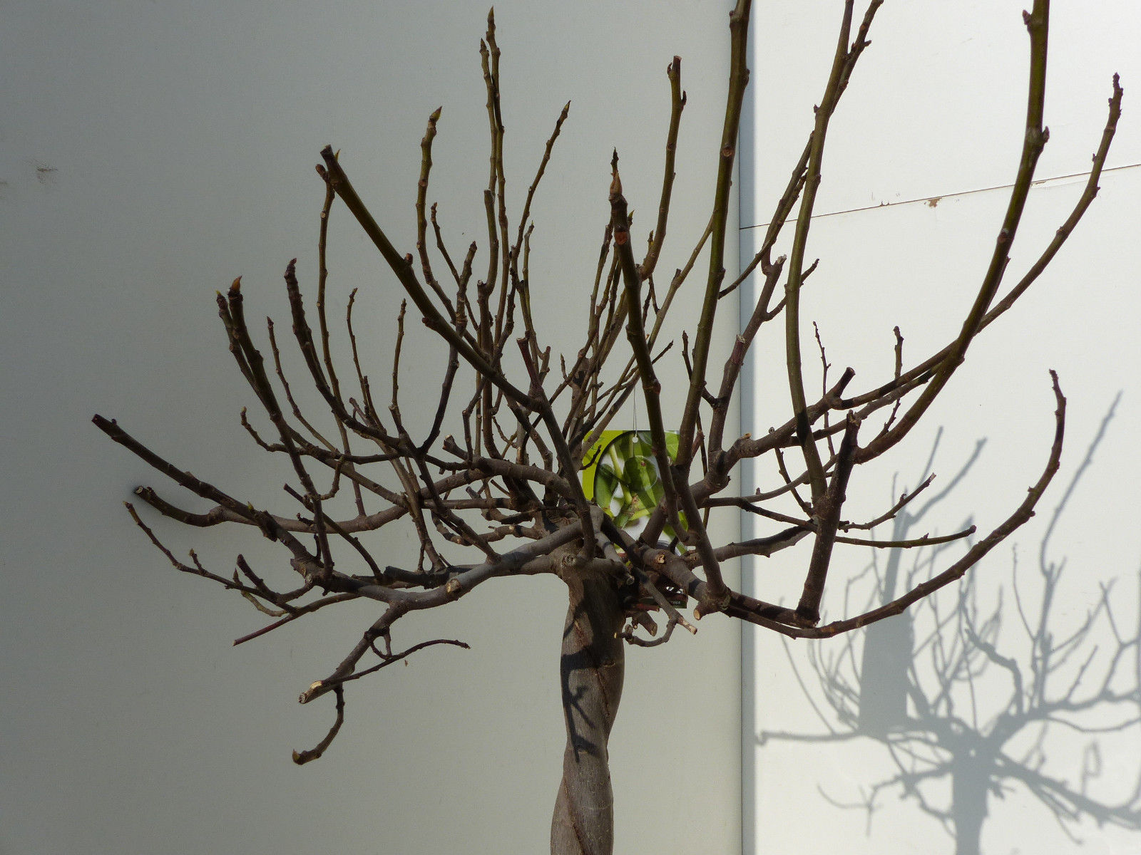 Feigenbaum - hell UND dunkel - in 1 Topf, Obstbaum, winterhart, Ficus Carica, Feige