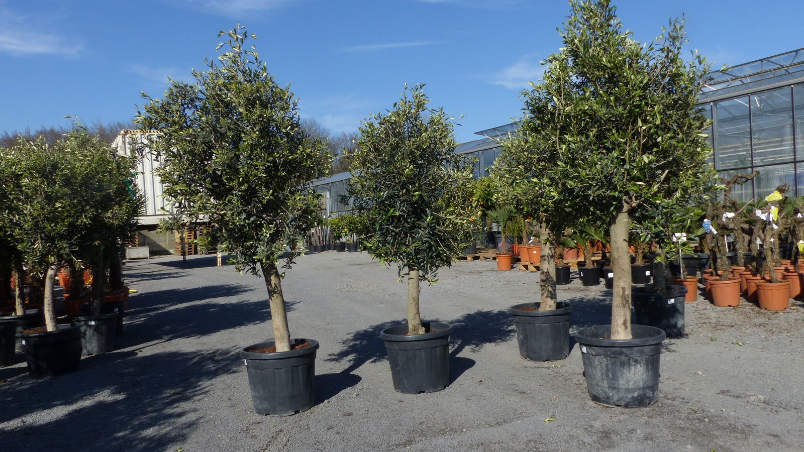 3x Olivenbaum Olive "20 Jahre" 160 - 170 cm, beste Qualität, Stammumfang 20 - 30 cm, winterhart, Olea Europaea