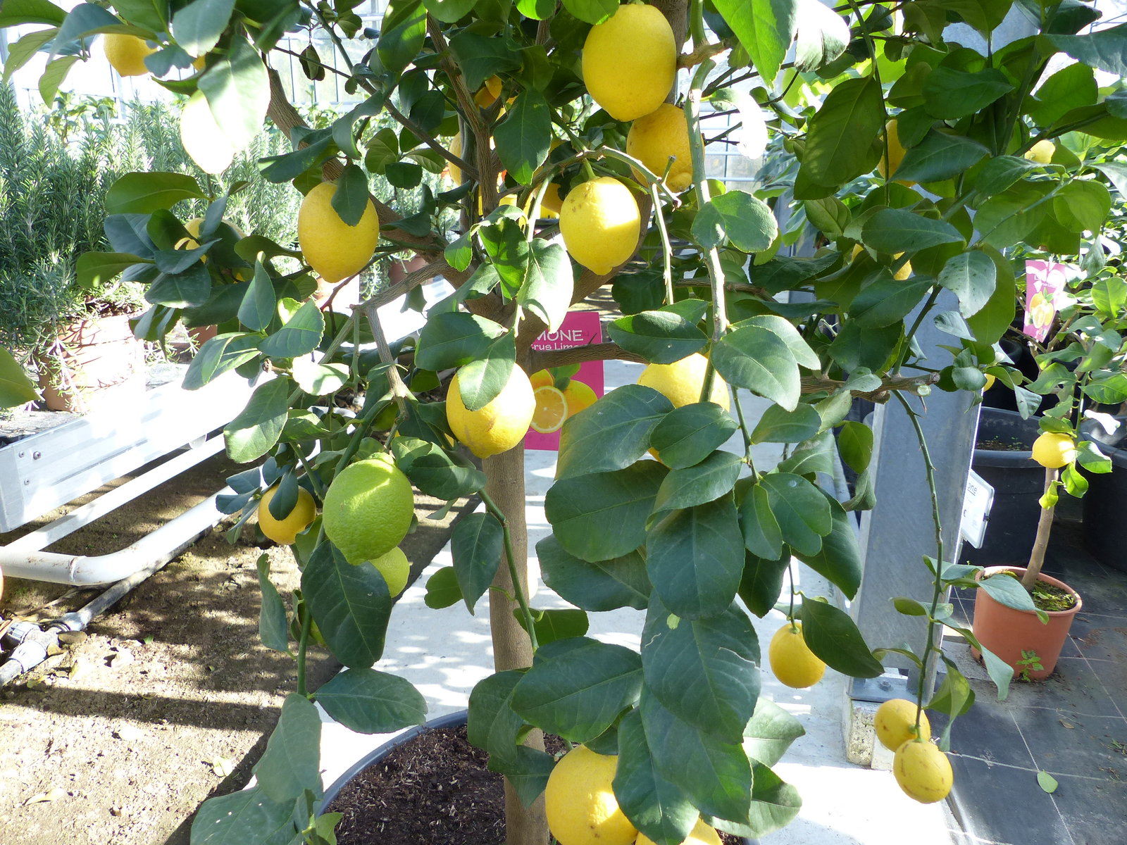 Zitrus Zitronenbaum 200 - 230 cm Zitrone Citrus Limon Zitruspflanze - purer Zitrusduft
