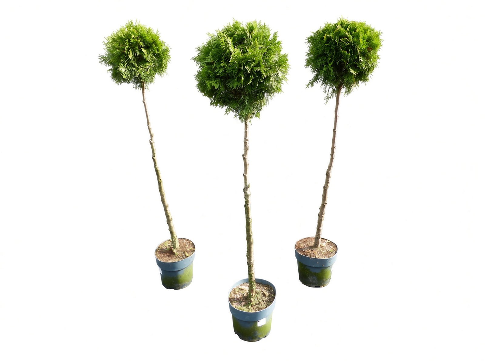 Thuja Smaragd Stamm 125 - 135 cm, Heckenpflanze, Formgehölz, Bonsai, Formschnitt, Gartenbonsai