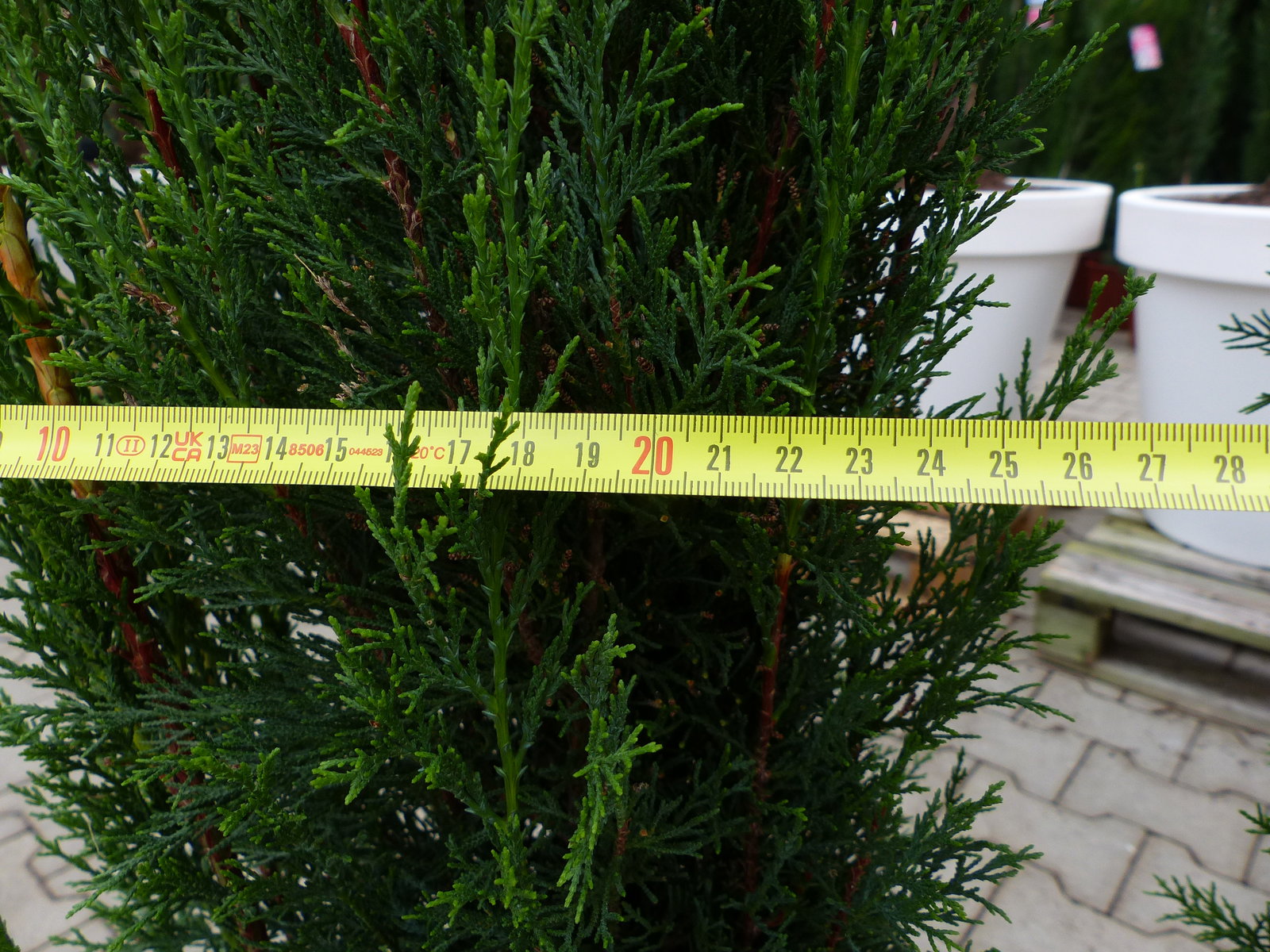 1x Mittelmeerzypresse 200 cm Säulen Toskana Zypressen Zypresse Cupressus Semper.