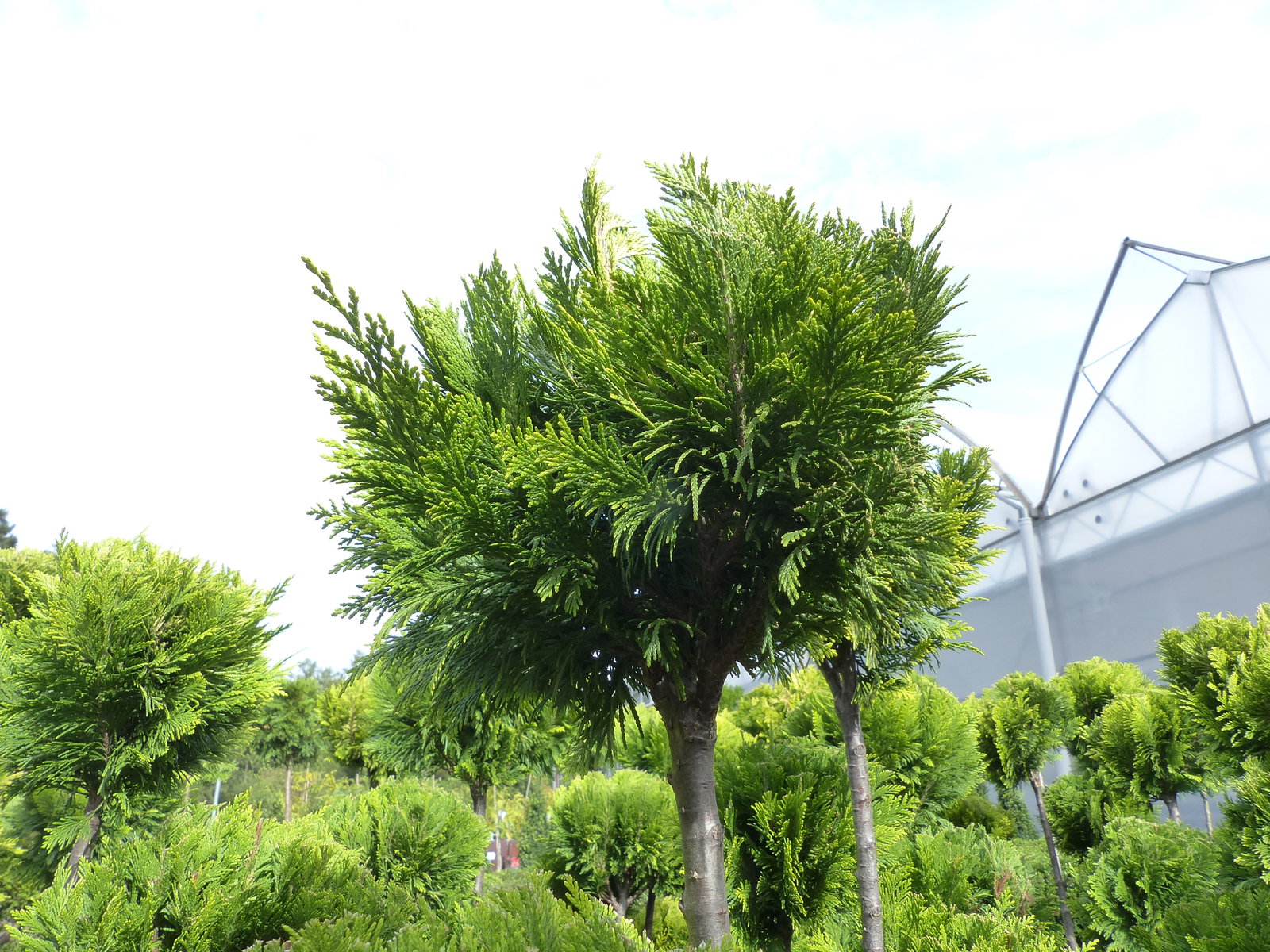 Pon Pon Zypresse Ivonne 100 - 125 cm Formgehölz Chamaecyparis lawsoniana